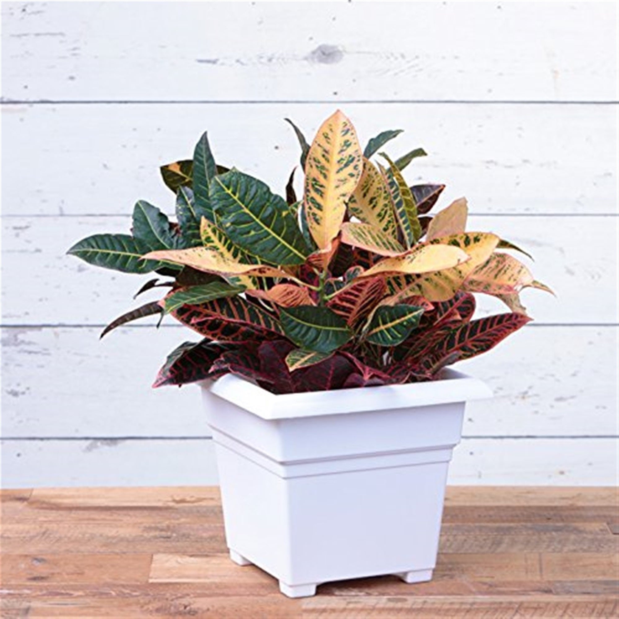 Novelty Countryside Square Tub Planter, White, 14 Inch