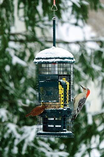 Squirrel Buster Suet Squirrel-proof Suet Bird Feeder w/2 Suet Cake Trays, 2 Crumb Ports, Mess-free Suet Loading,Green