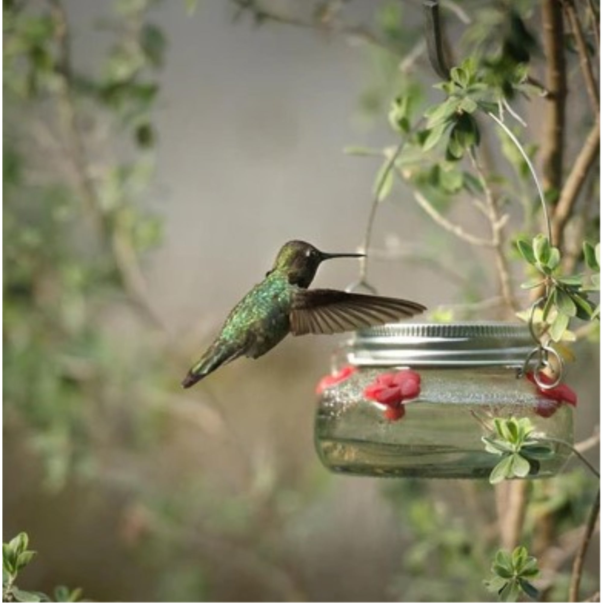 Nature's Way Bird Products Mason Jar Hummingbird Nectar Feeder, 6 oz