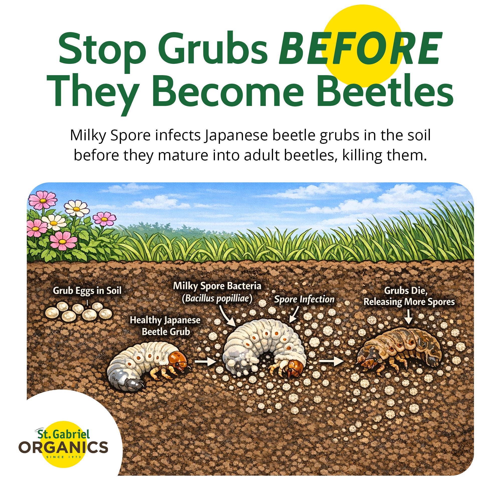 St. Gabriel Organics Milky Spore Japanese Beetle Grub Killer Powder