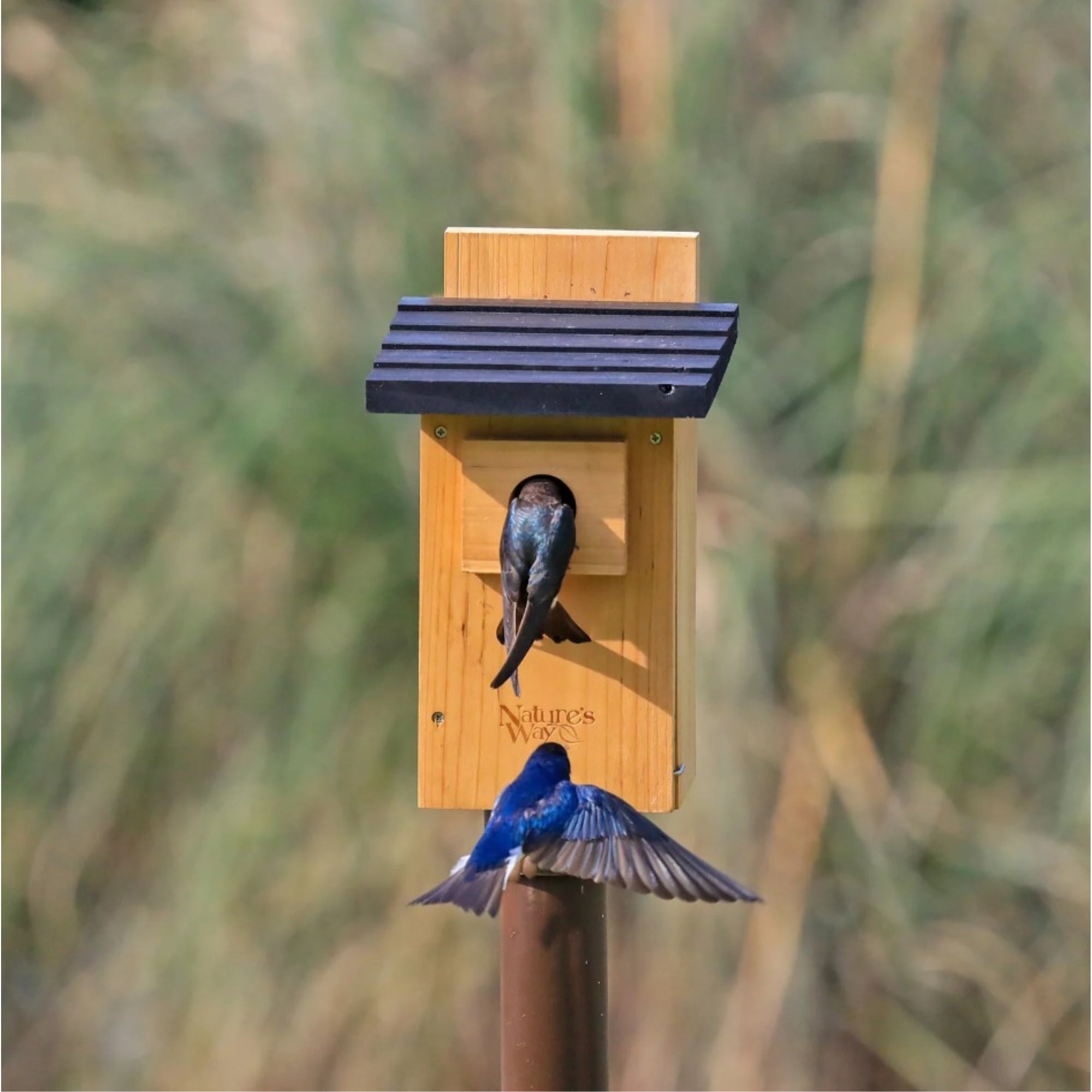 Nature's Way Bird Products Cedar Bluebird Viewing House, Brown