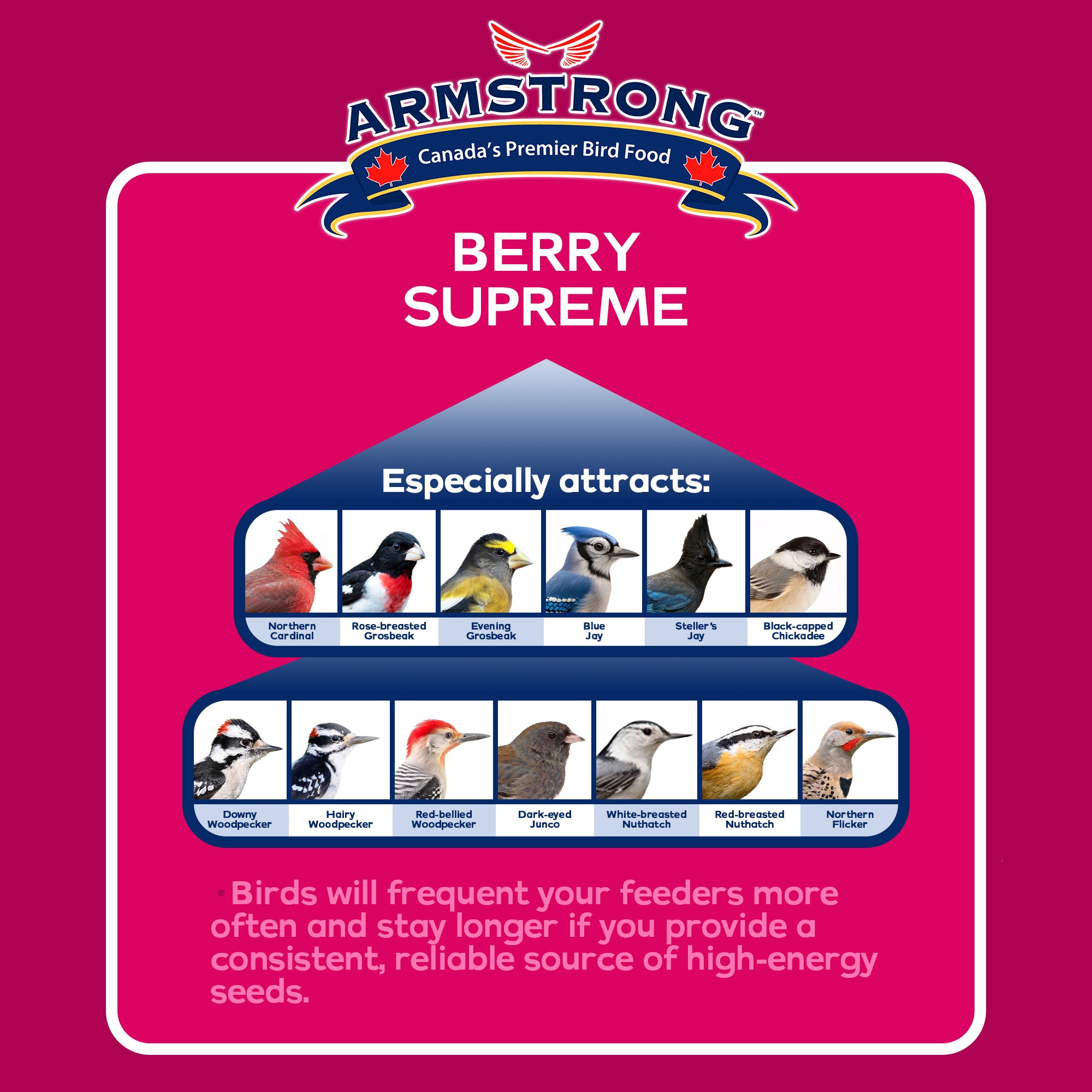 Armstrong Wild Bird Food Berry Supreme Suet Cake, 10.6oz (Pack of 12)