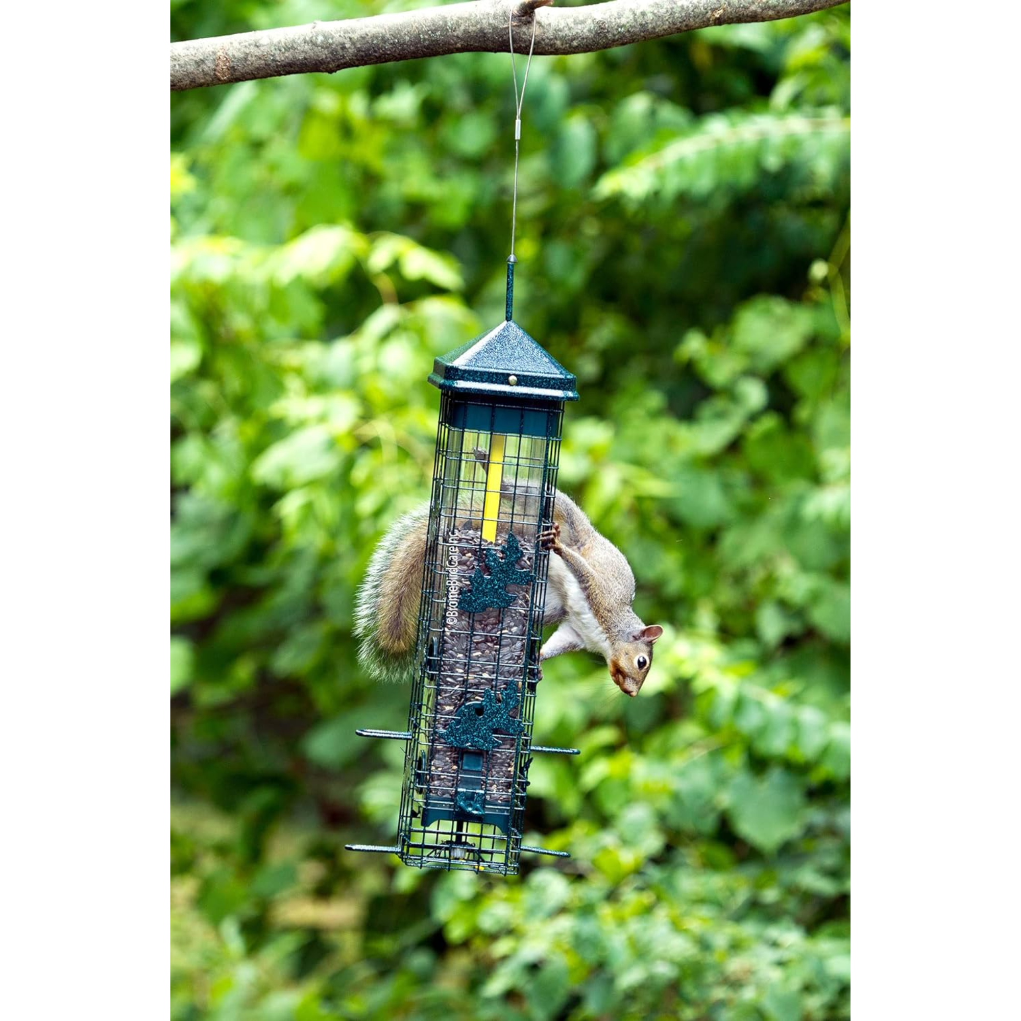 Brome Squirrel Solution 200 Squirrel Proof Bird Feeder