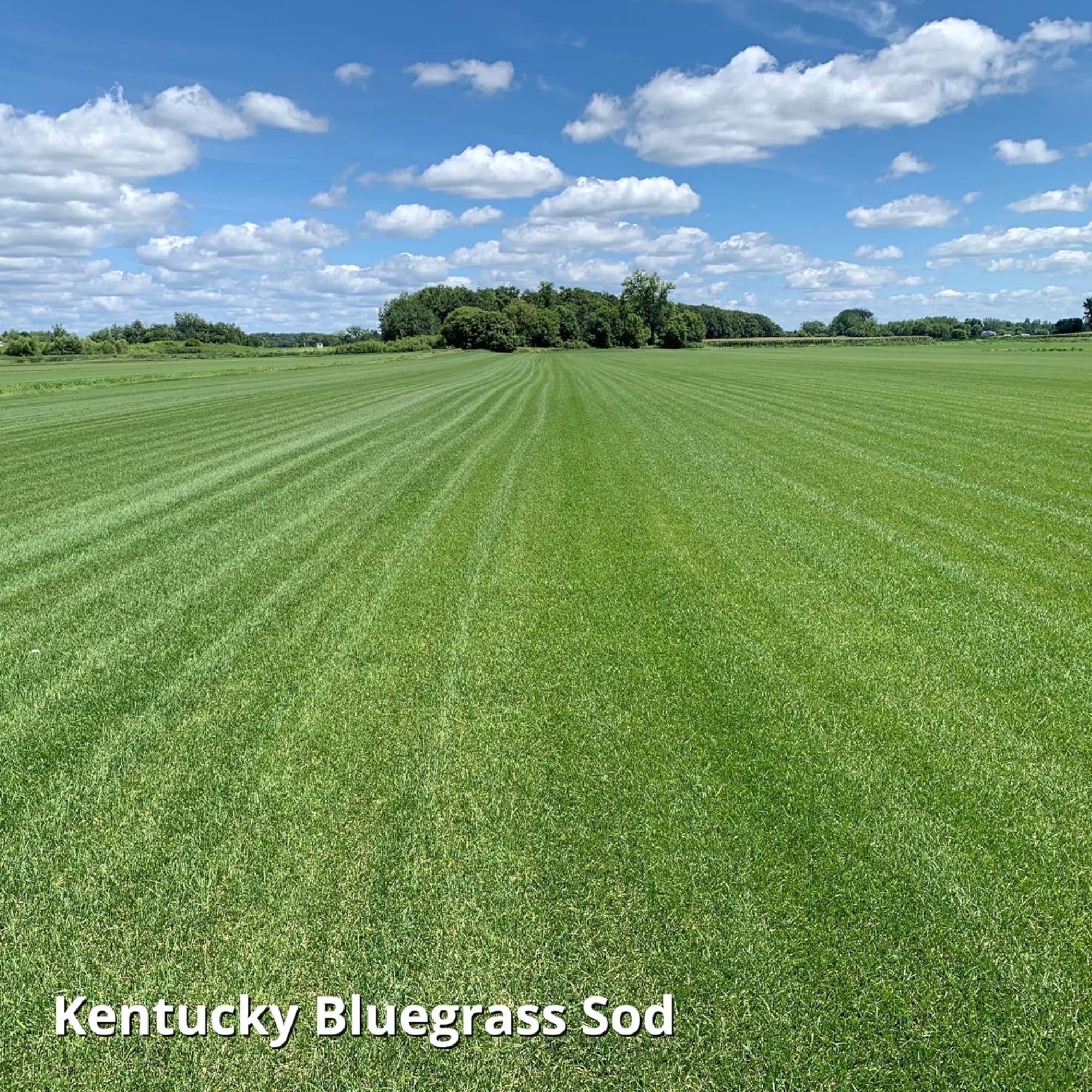 Jonathan Green Blue Panther Kentucky Bluegrass Supreme Seed Blend