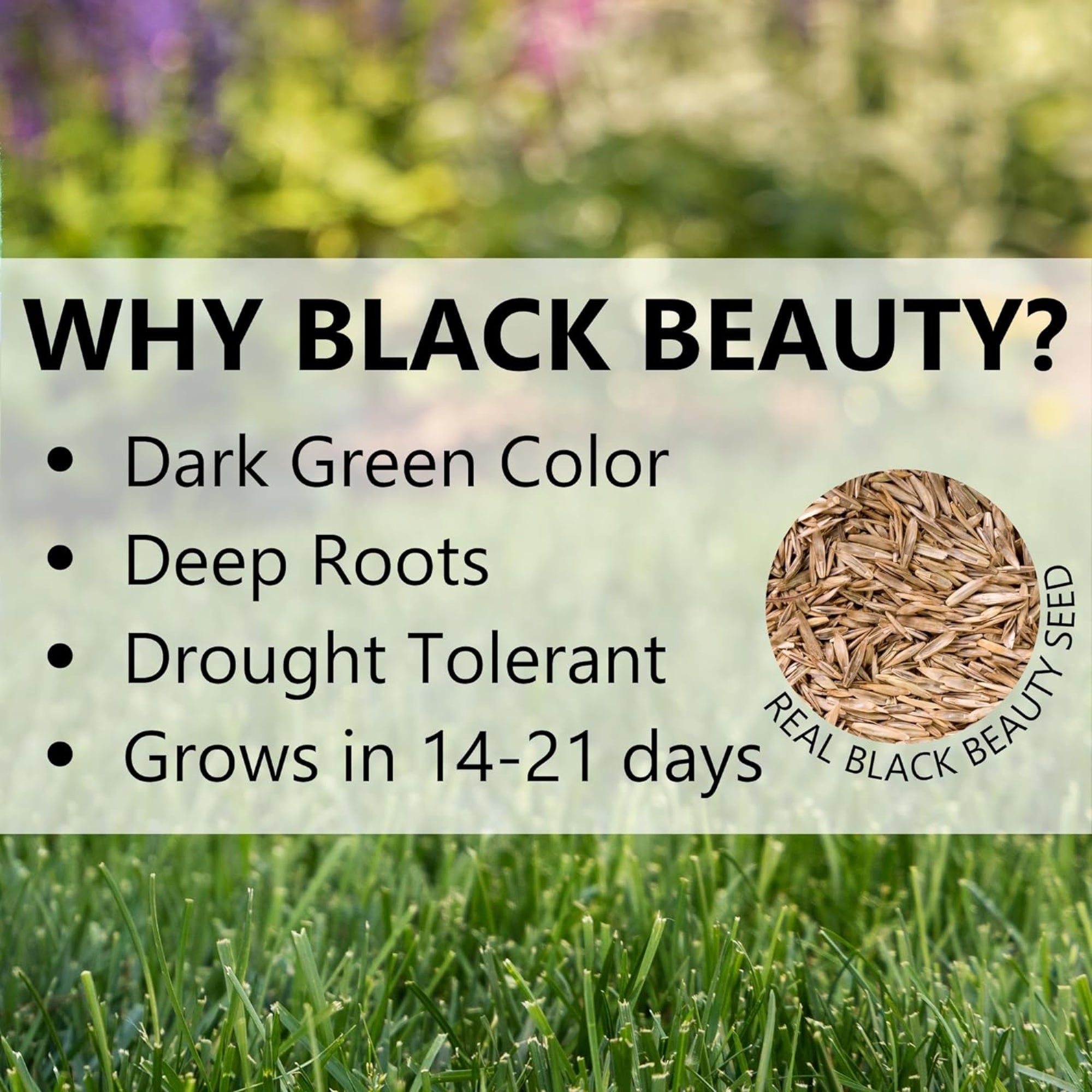 Jonathan Green Black Beauty Heat & Drought Resistant Grass Seed Mix