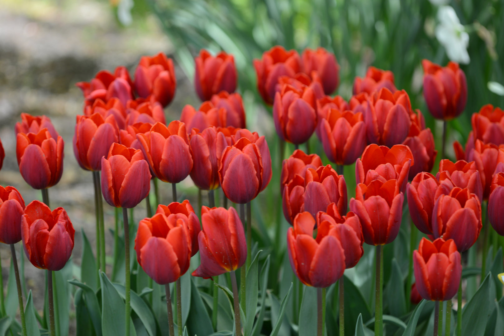 Garden Elements Live Flower Bulbs, Tulip Couleur Cardinal, Pack of 5