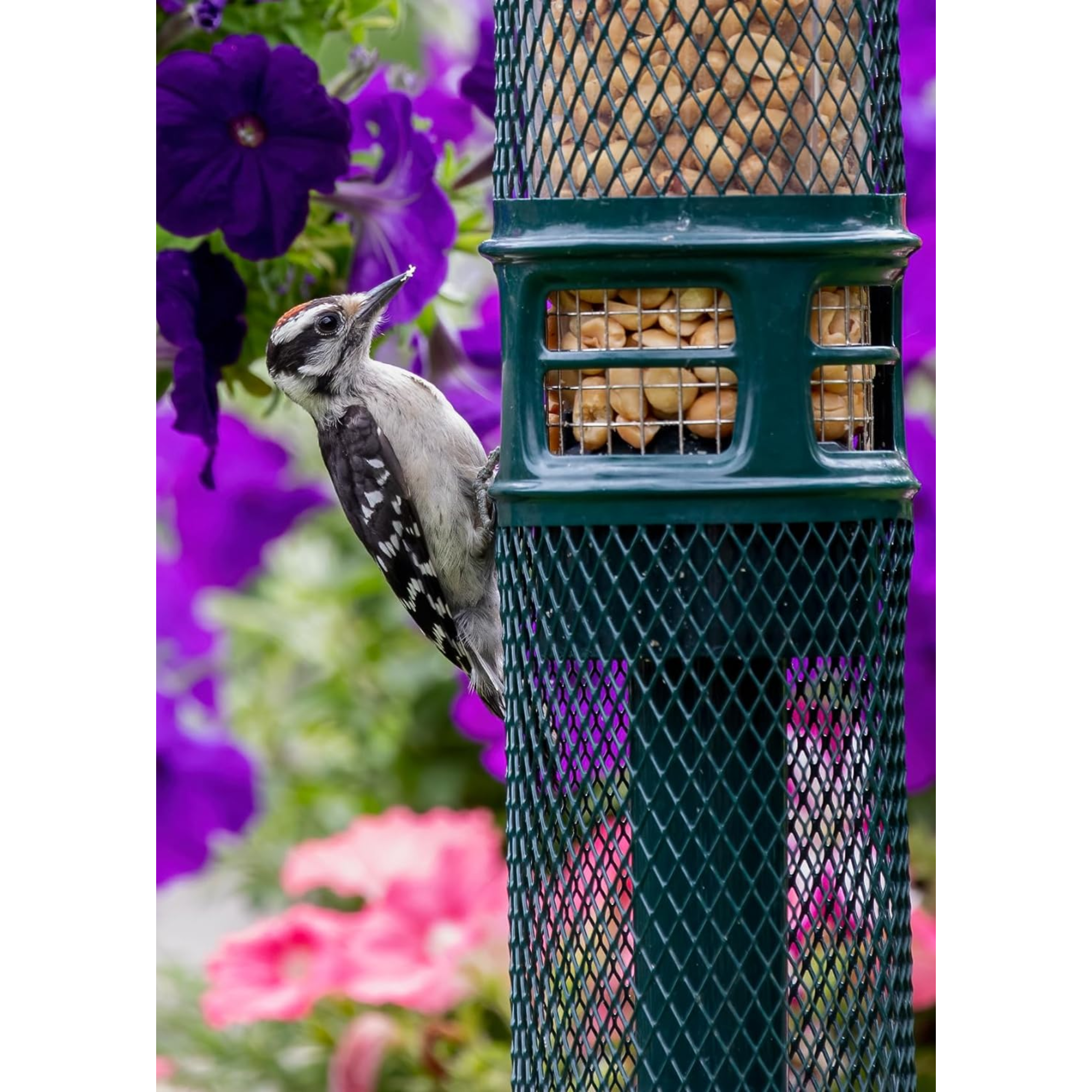 Brome Squirrel Buster Squirrel-Proof Bird Feeder for Nuts