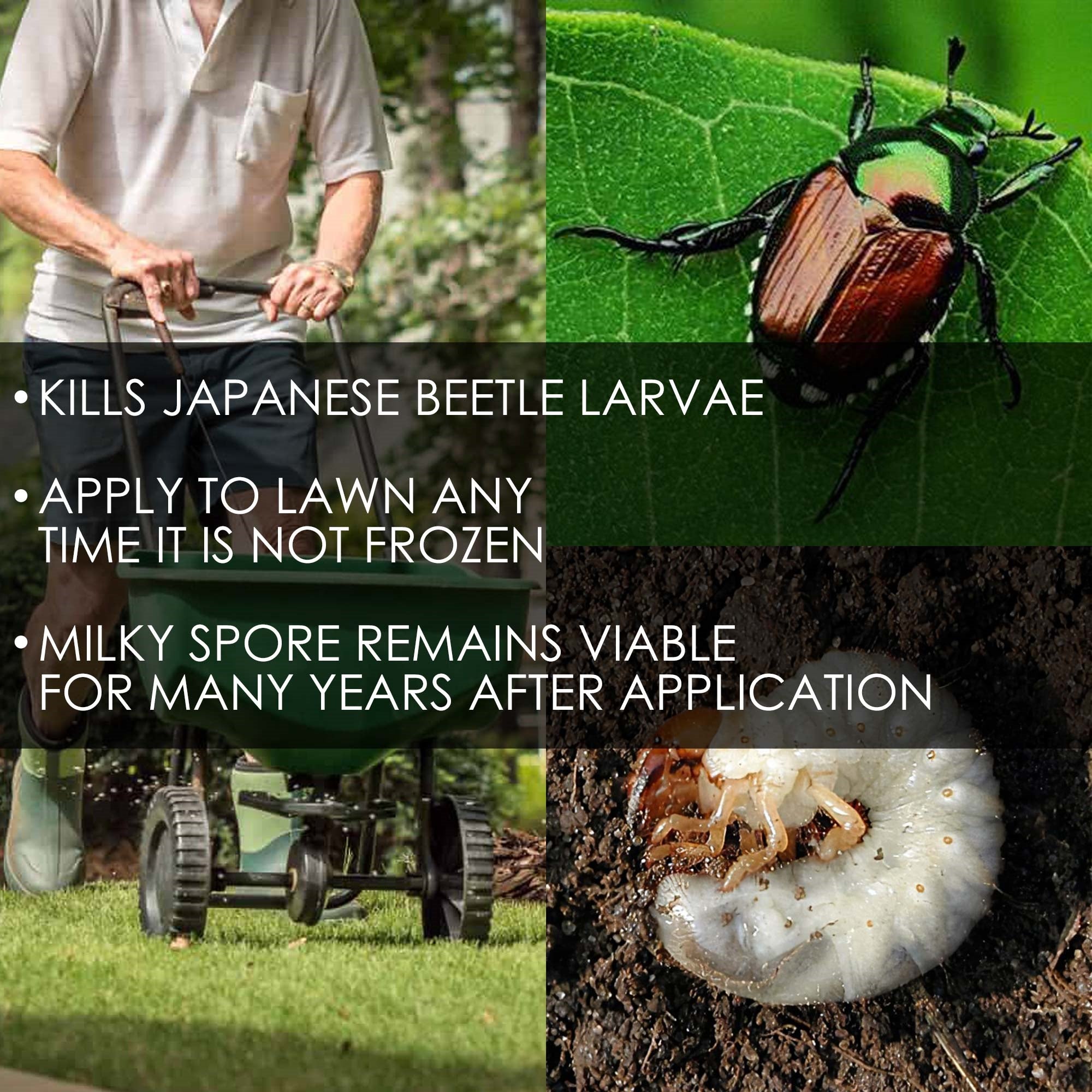 St. Gabriel Organics Milky Spore Japanese Beetle Grub Killer Granules For Lawns, 15lb