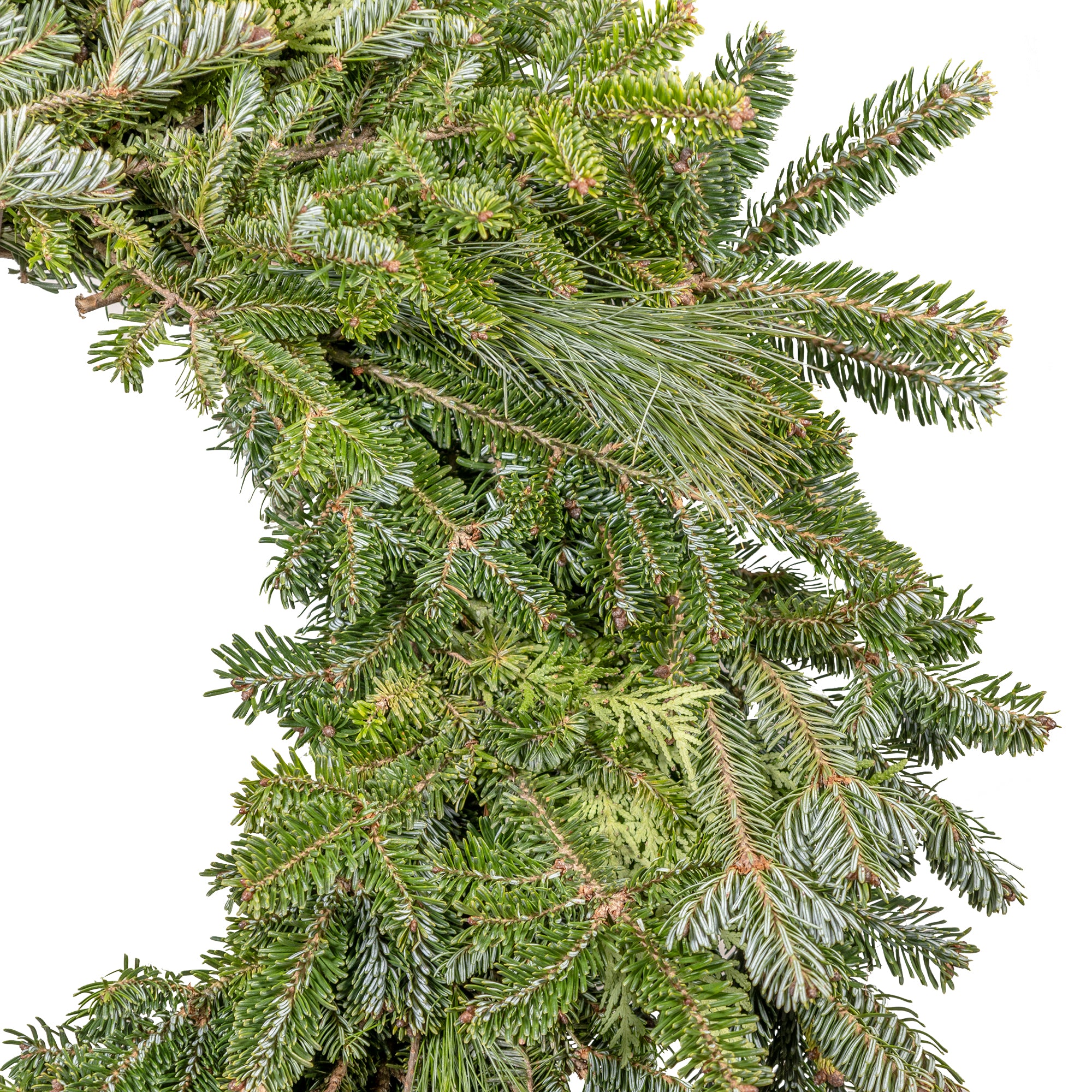 Garden Elements Fresh Handmade Christmas Holiday Live Evergreen Wreath, Mixed Fraser, White Pine and Arborvitae Greens, 22"