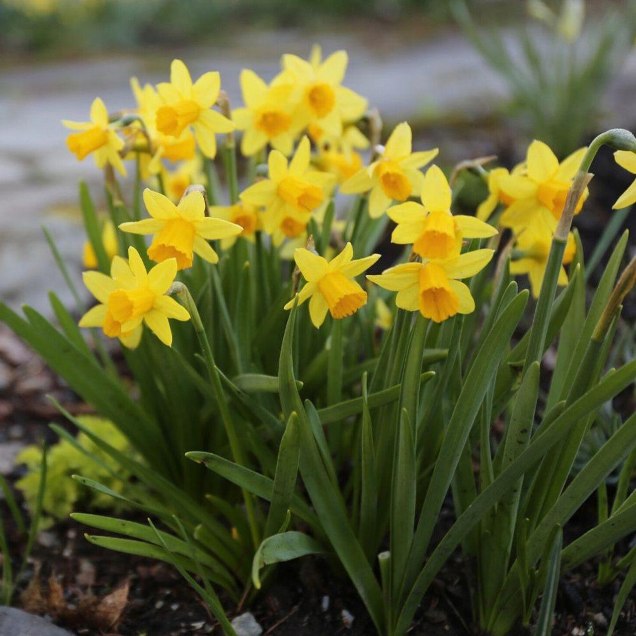 Rotteveel Bulb Narcissus Tete a Tete Yellow Bulbs, Pack of 25