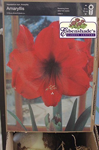 Amaryllis Jumbo Bulb 34/+ cm - 1 Bulb - Susan