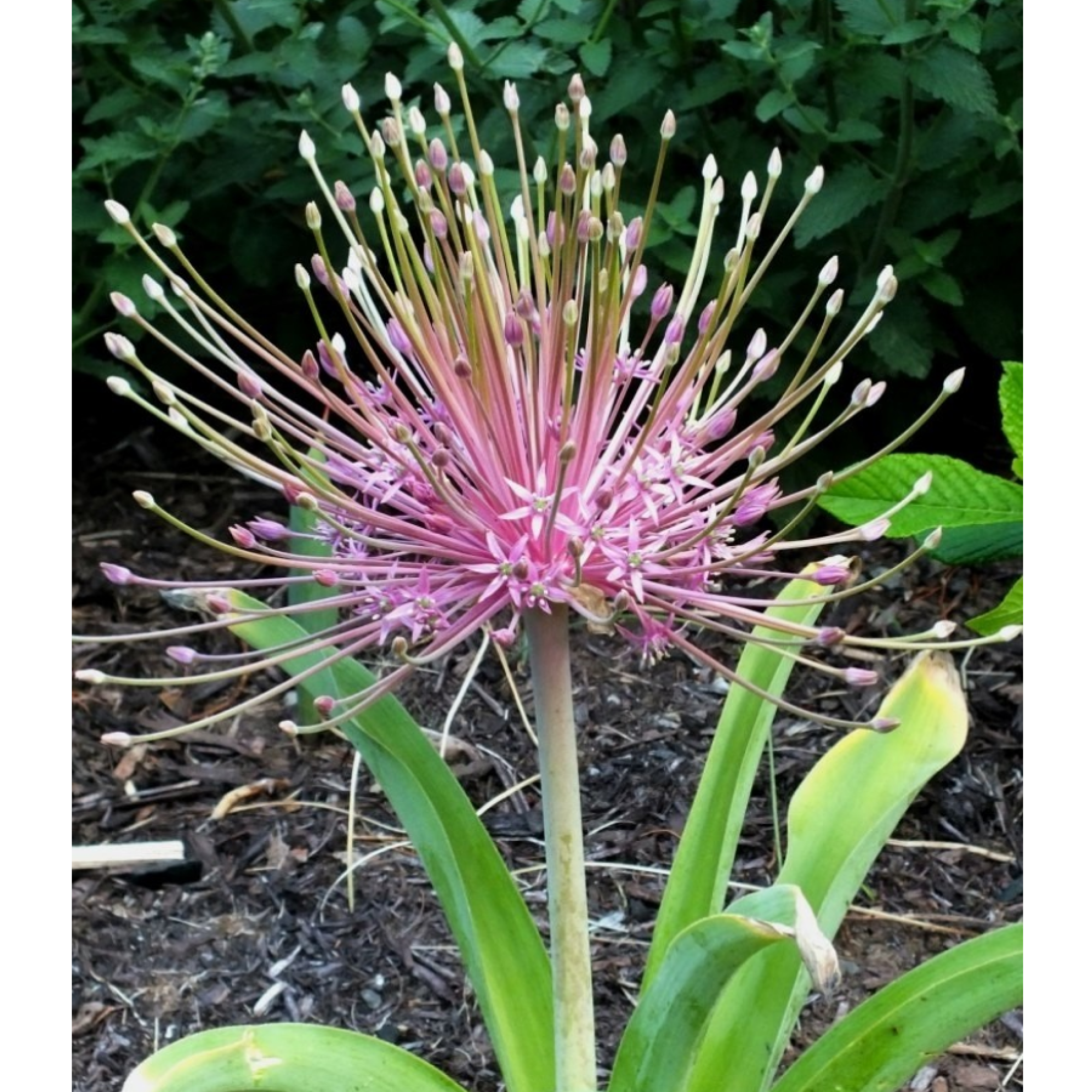 Garden Elements Live Flower Bulbs, Shubert II Allium, 5 pack