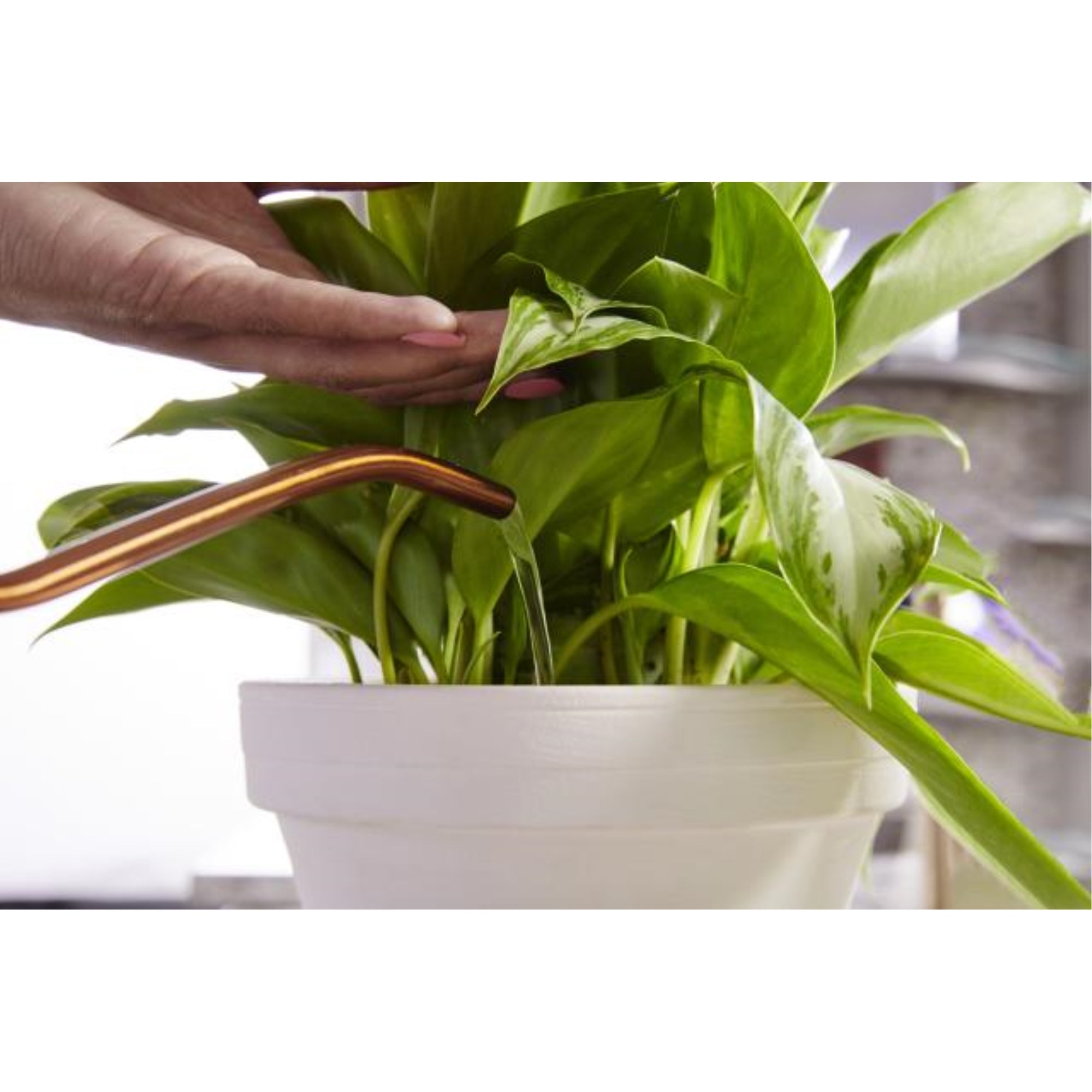 Scotts Miracle-Grow Indoor Liquid Plant Food, 8 fl oz