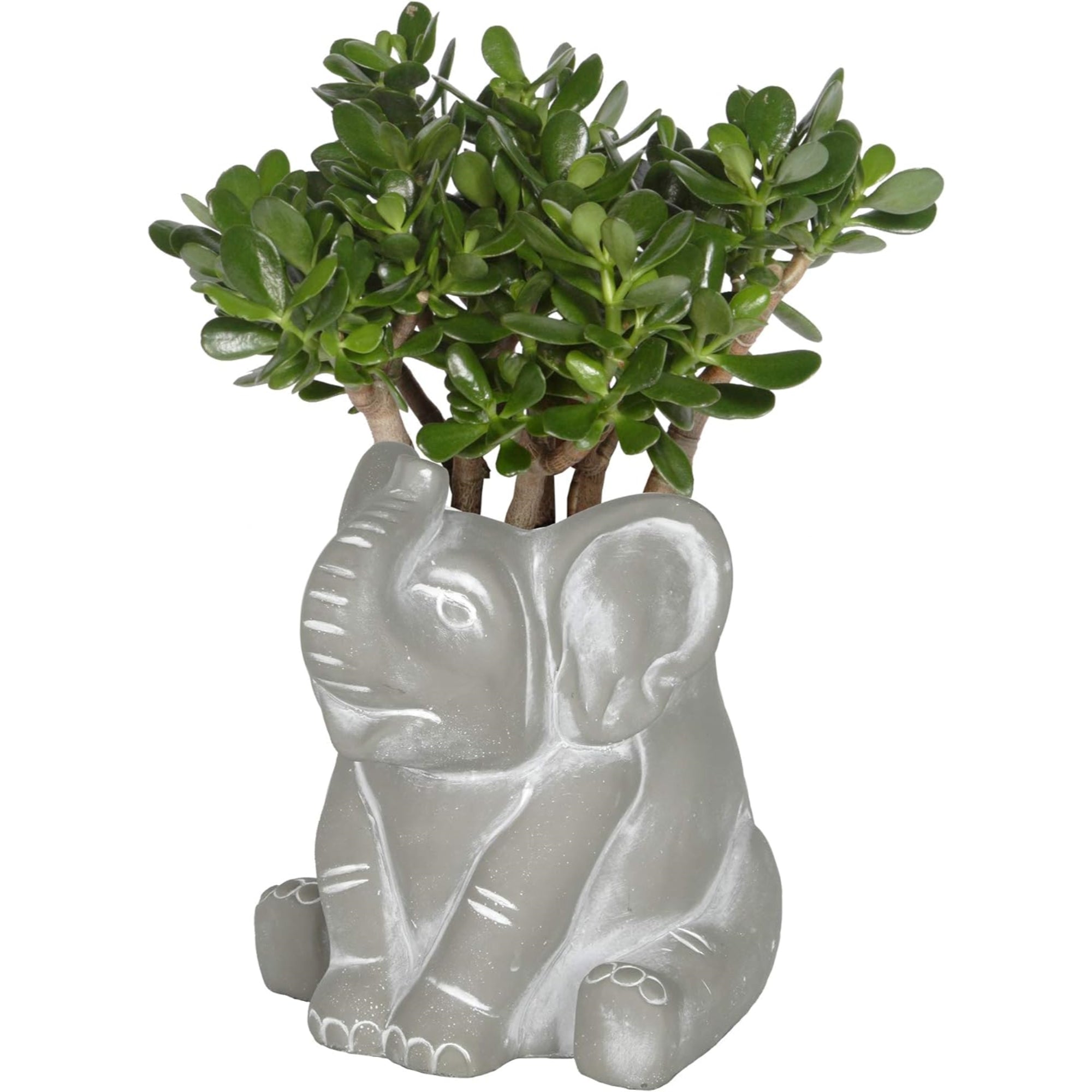 Classic Home and Garden Indoor/Outdoor Cement Succulent Planter with Drainage Hole, Elephant Planter, Small, 6.5"