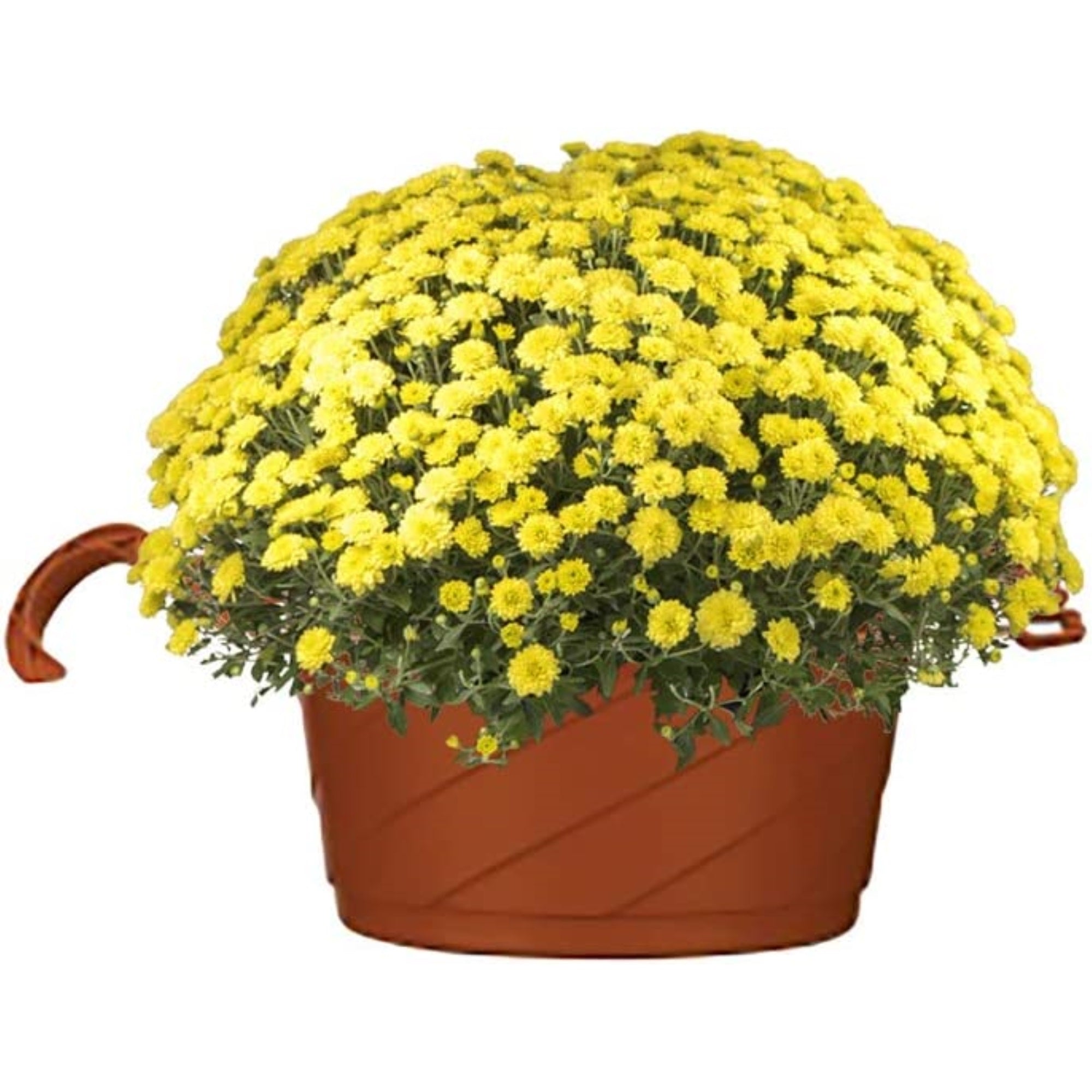 The HC Companies Euro Swirl Hanging Basket, Clay Color, 10"