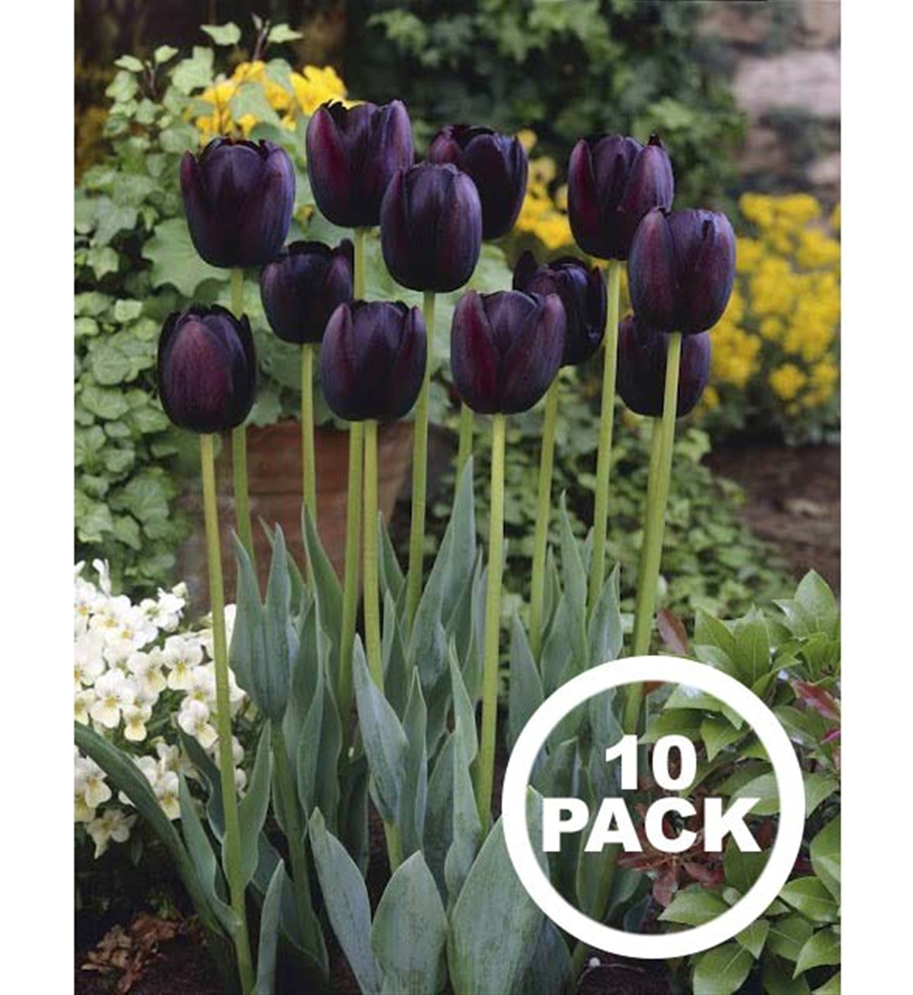 Rotteveel Live Flower Bulbs, Queen of Night Single Late Tulip (Pack of 10)