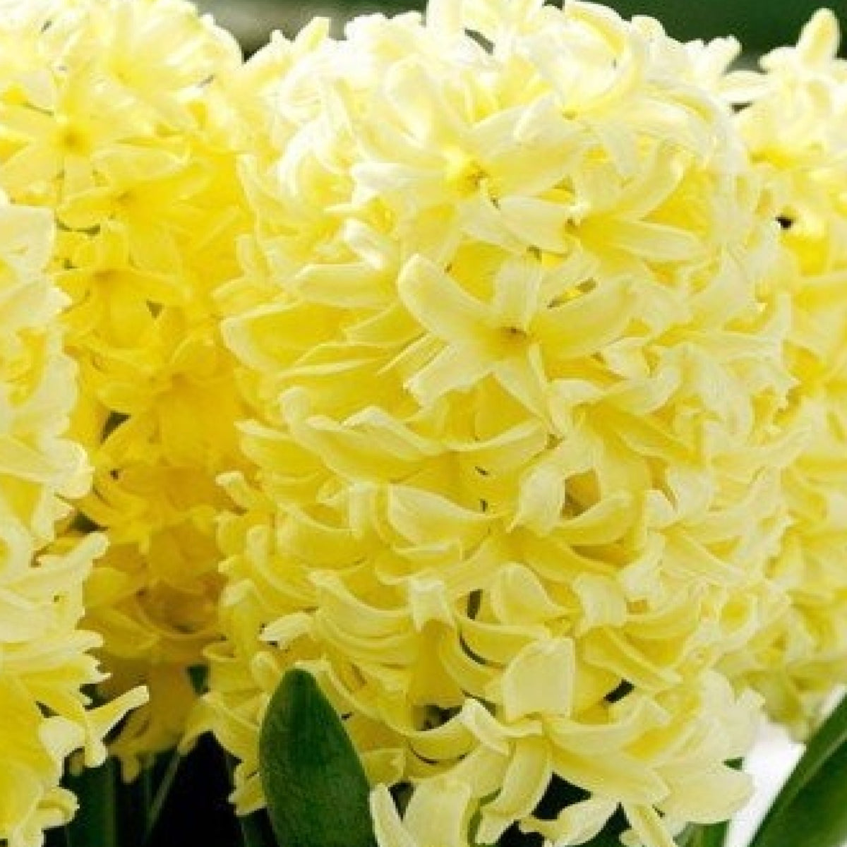 Garden Elements Yellow Queen Hyacinth Live Flower Bulbs 10 Pack
