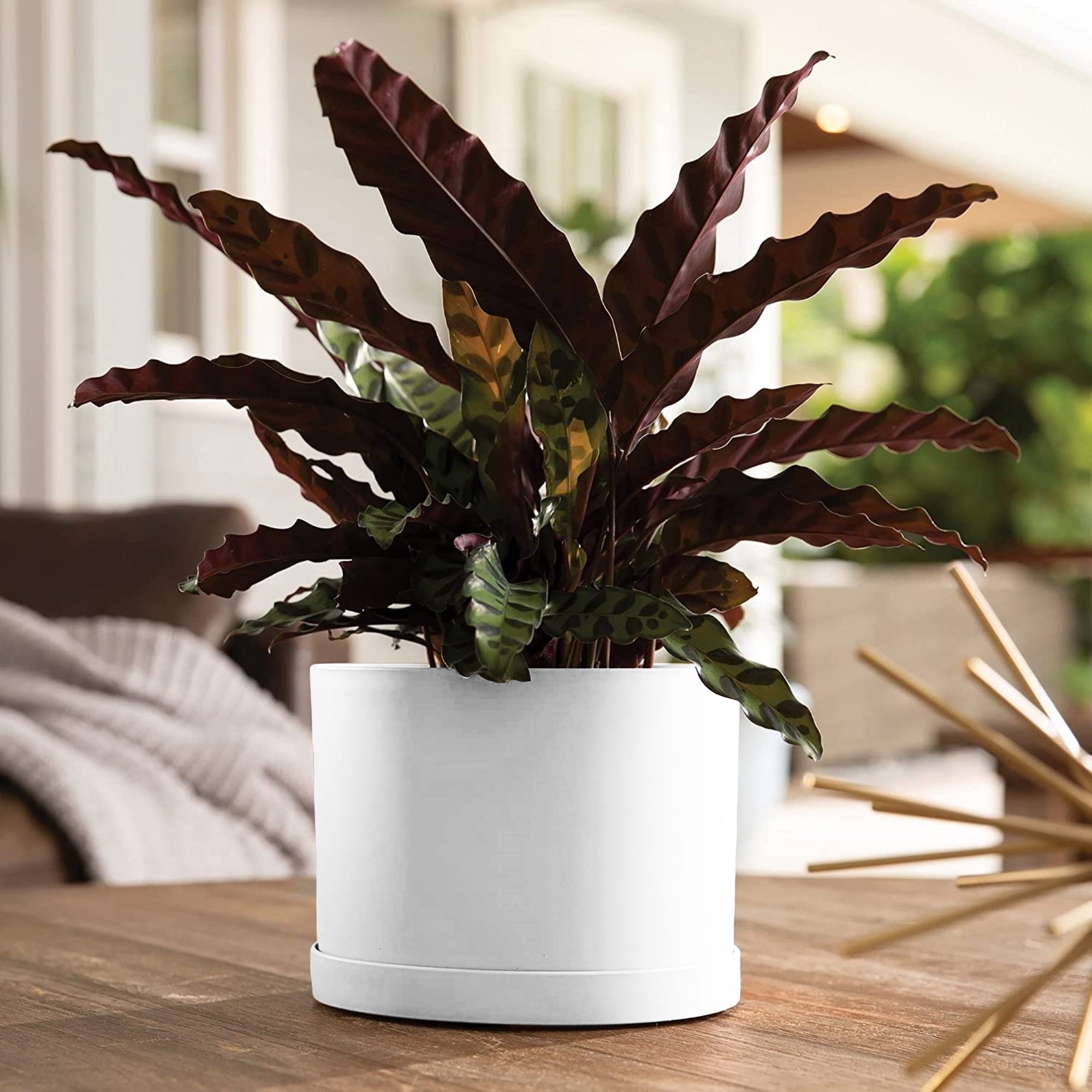 Bloem Mathers Round Plastic Planter with Saucer Tray