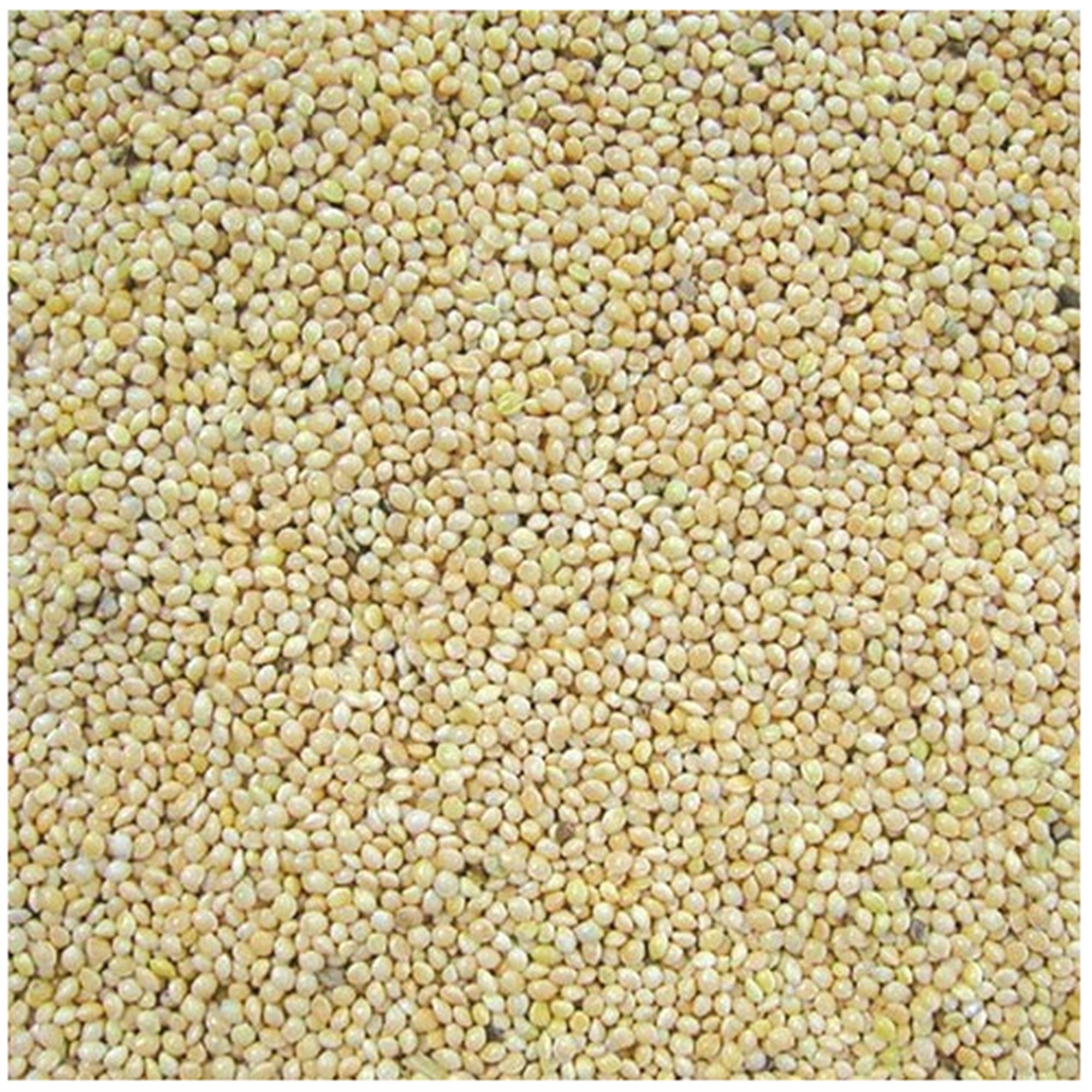 Cole's White Millet Outdoor Bird Seed