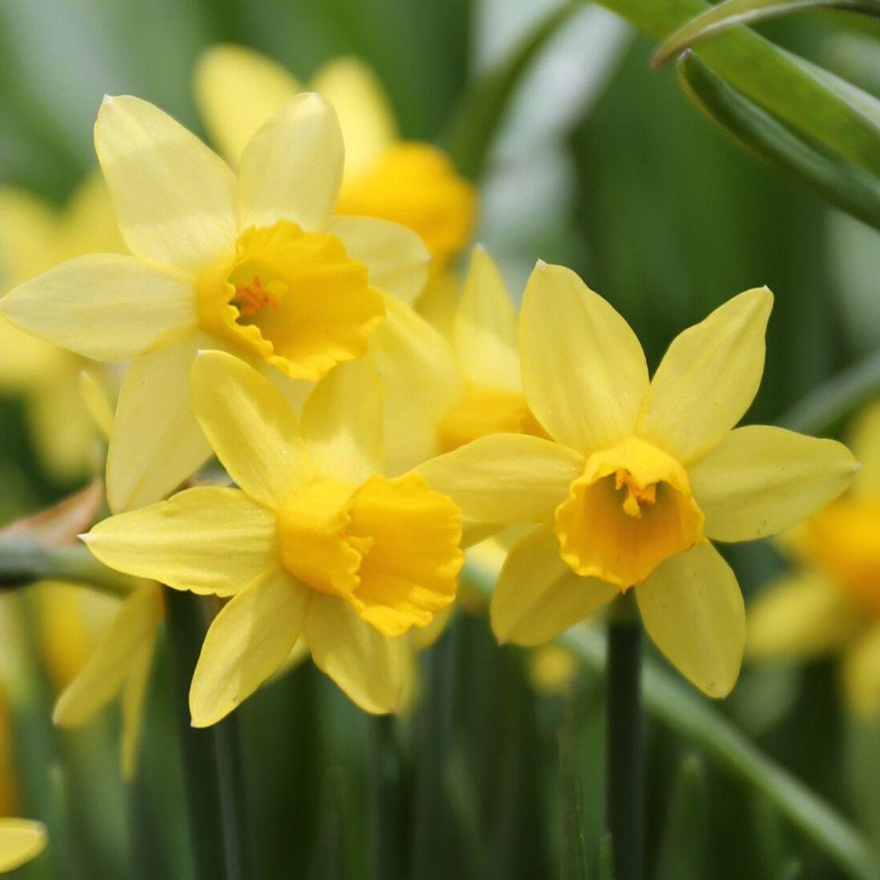 Rotteveel Bulb Narcissus Tete a Tete Yellow Bulbs, Pack of 25
