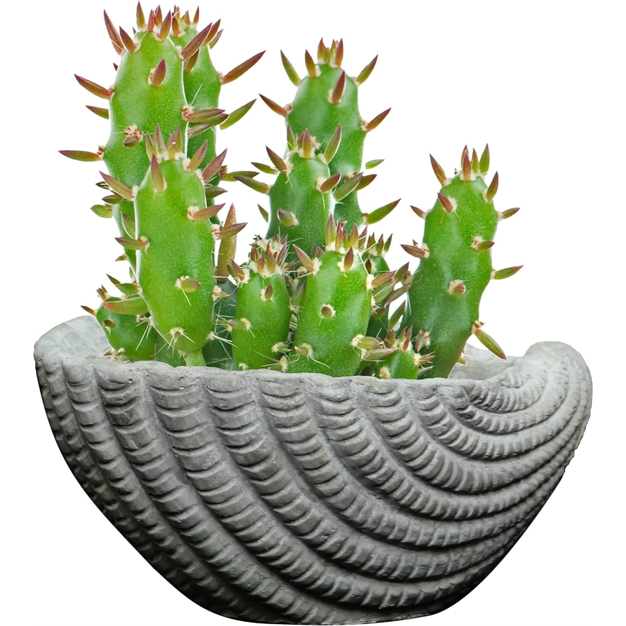 Classic Home and Garden Indoor Outdoor Cement Succulent Sea Shell Planter, Gray, 5"