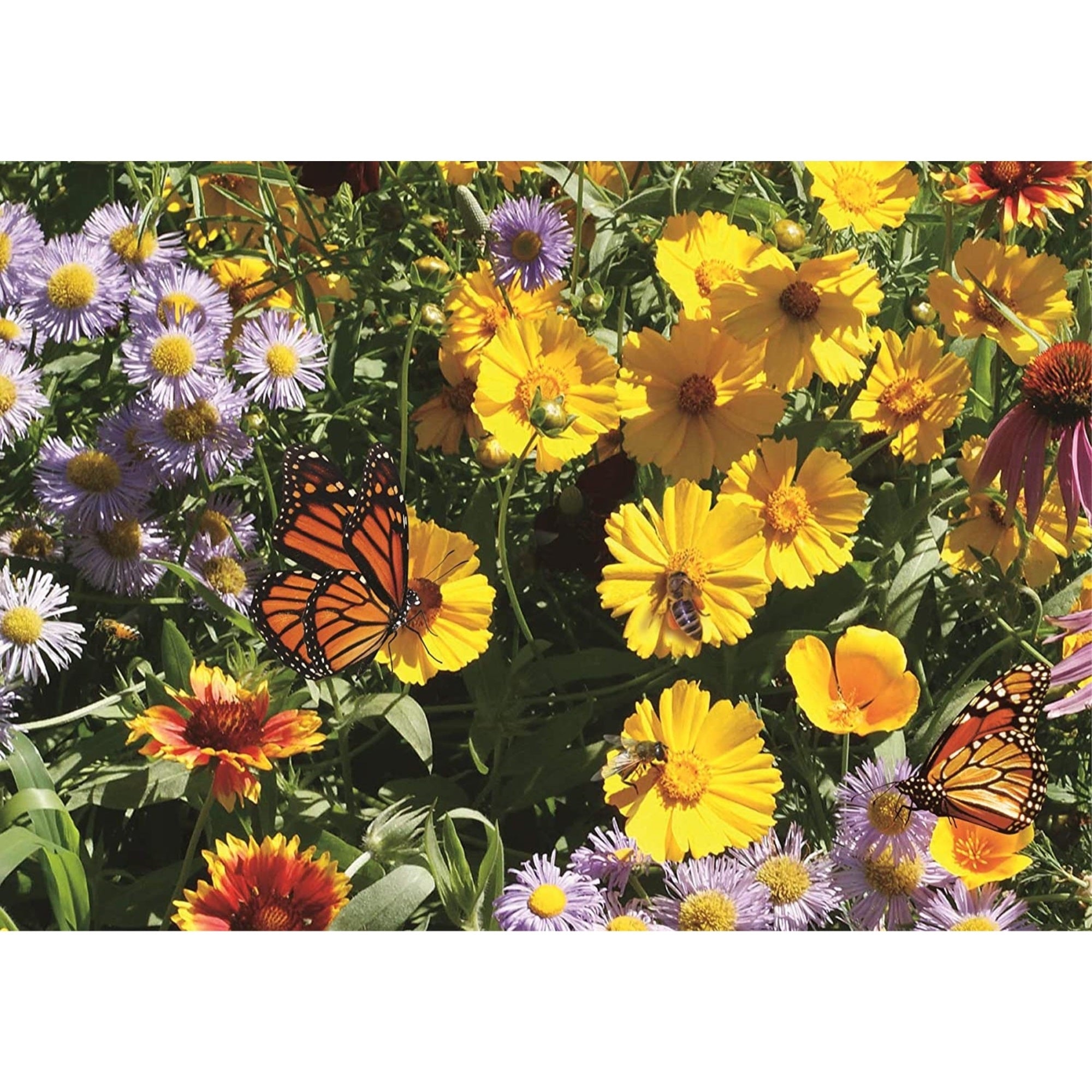 Earth Science Grown Essentials Wildflower Pollinator Mix, 3-in-1 Formula - 2lb