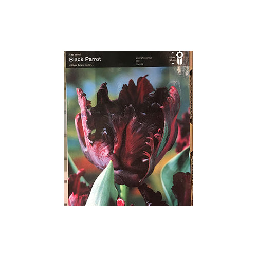 Tulip Black Parrot Bulb