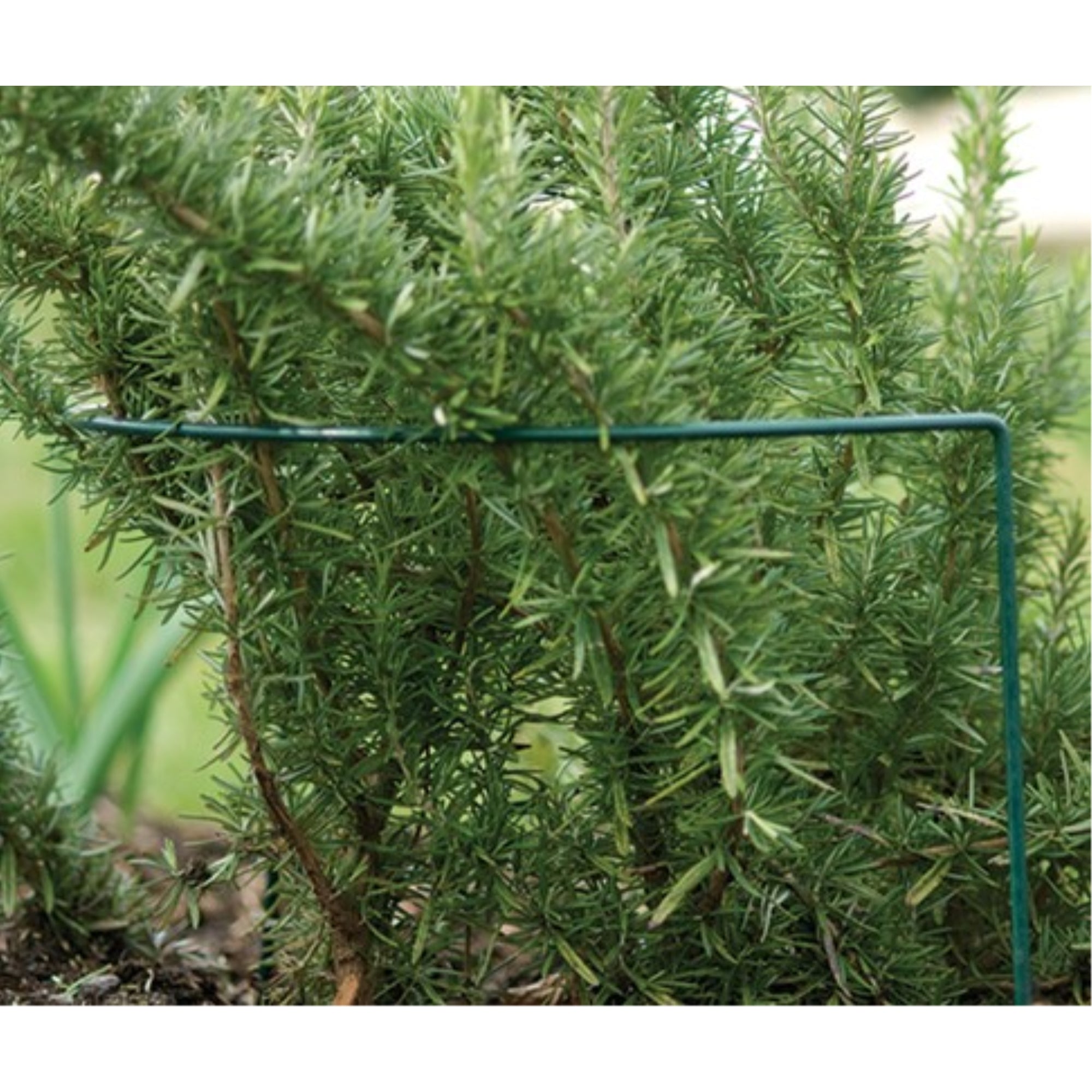 Luster Leaf Plant Prop Support For Gardens and Flower Beds, Green 10 x 30 in.