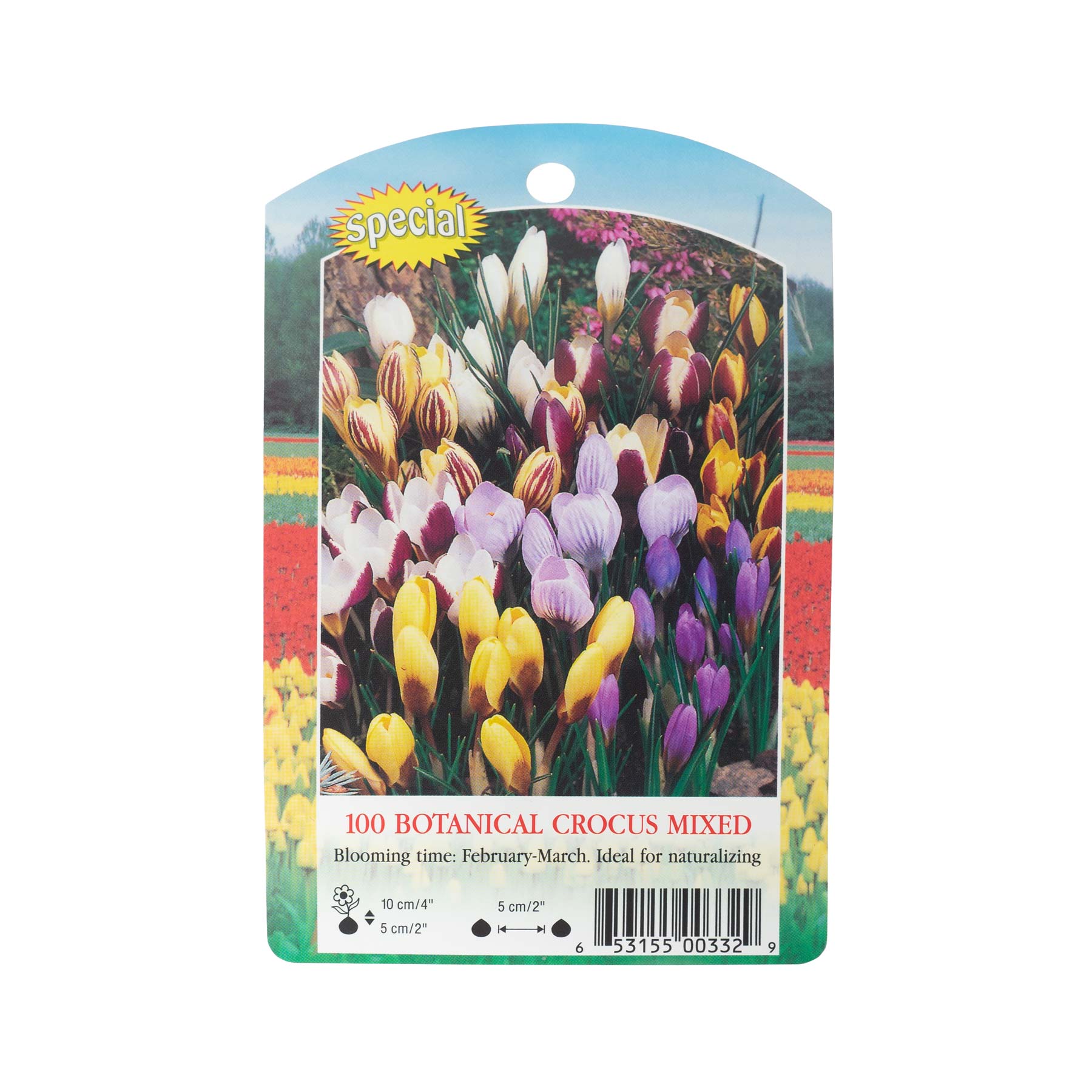 Rotteveel Bulb Company Crocus Botanical Mixed Flower Bulbs (100/Pack)