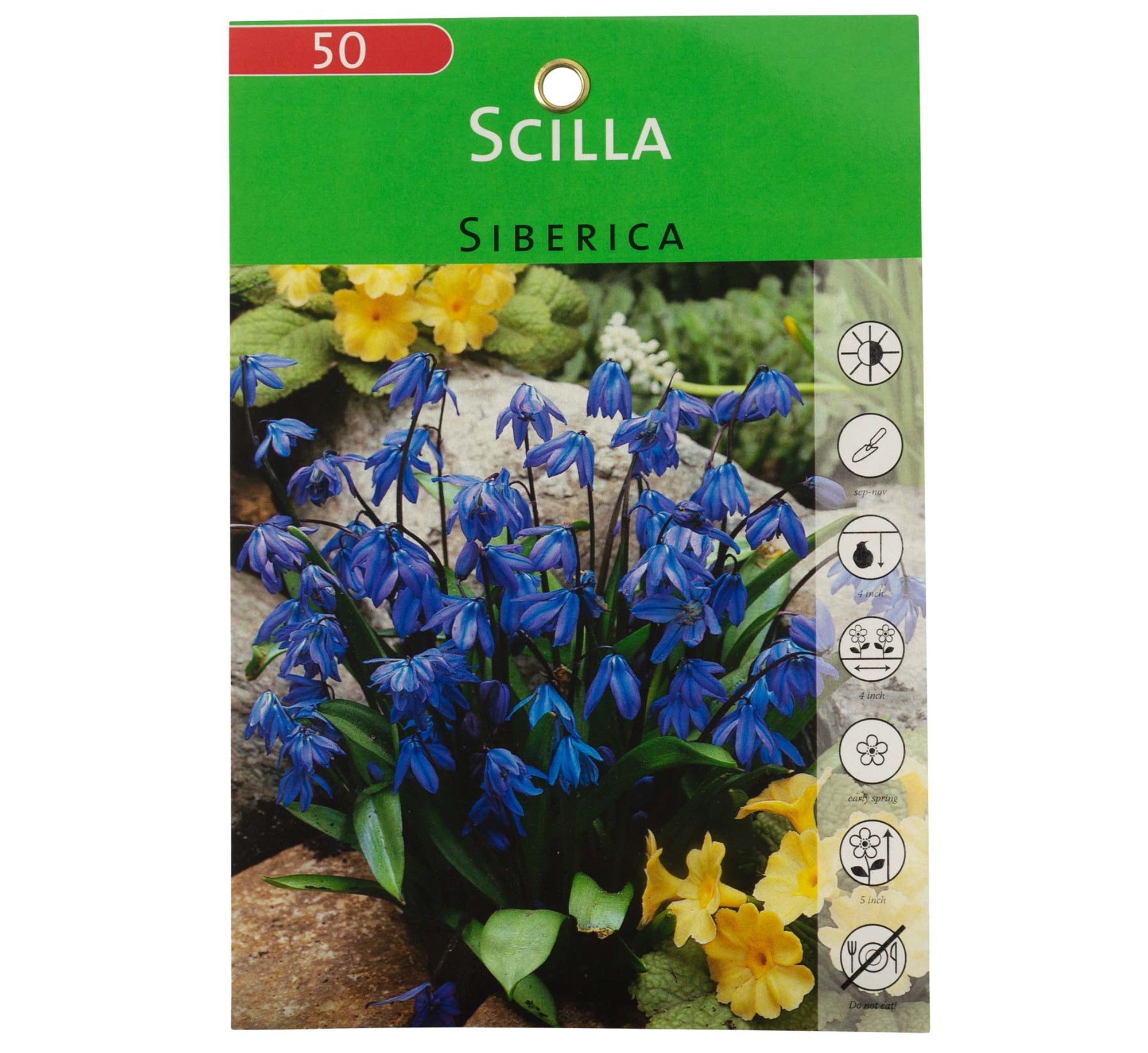 Garden Elements Live Flower Bulbs, Scilla Siberica - Siberian Squill (Pack of 50)