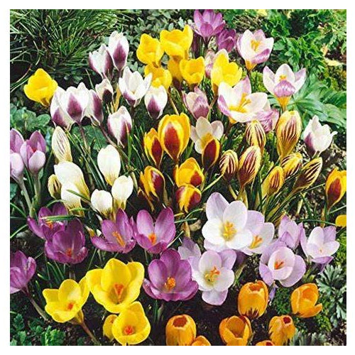 Rotteveel Bulb Company Crocus Botanical Mixed Flower Bulbs (100/Pack)