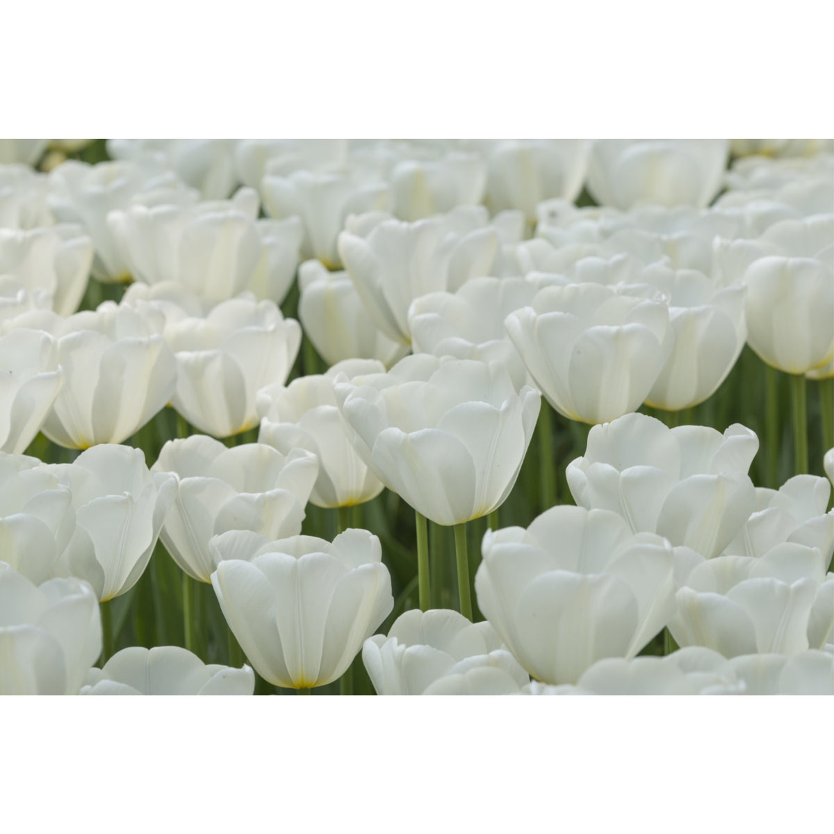 Garden Elements White Angel's Wish Darwin Tulip Live Flower Bulbs, Pack of 50