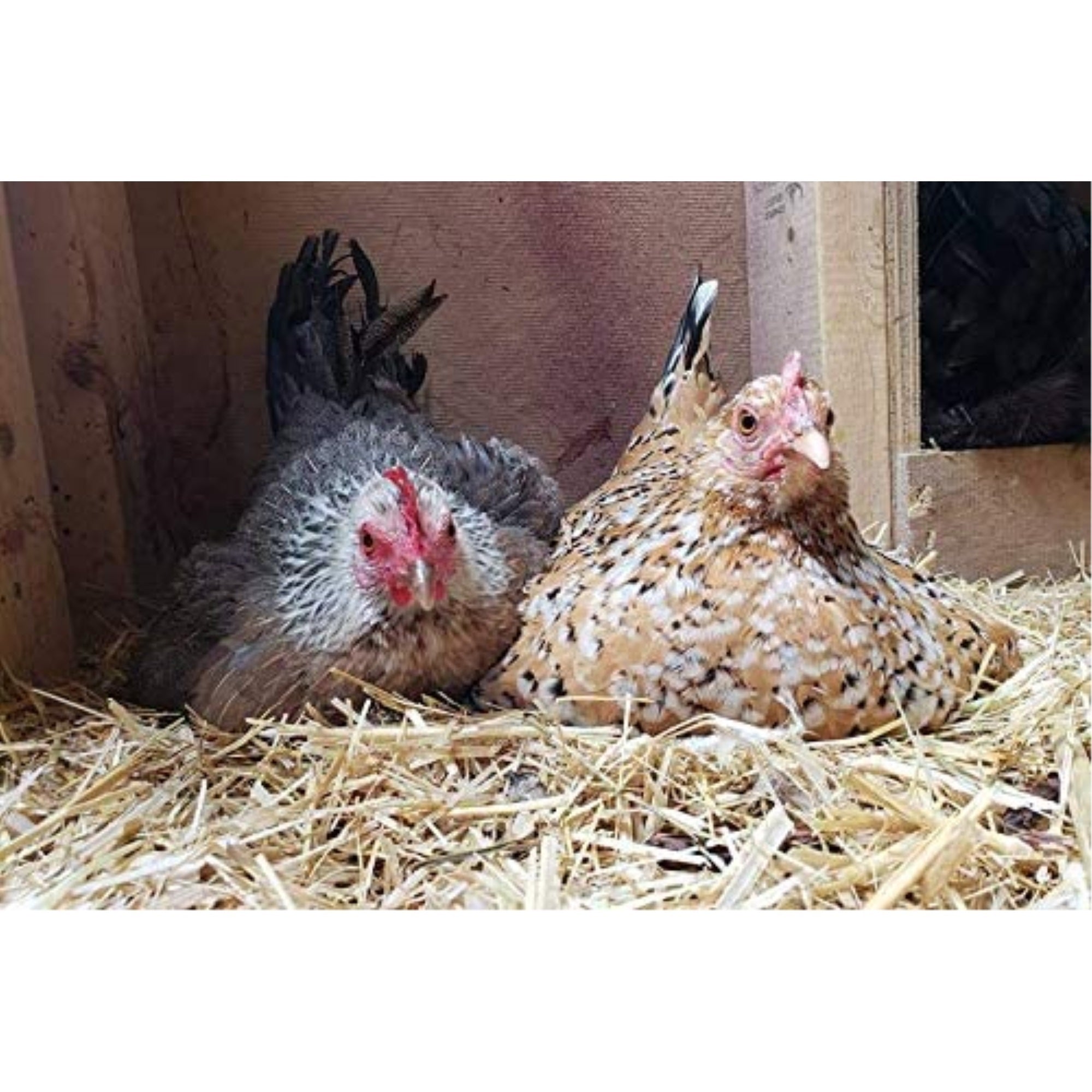 Koop Clean Chicken Hay and Straw Bedding, 2.4 CF