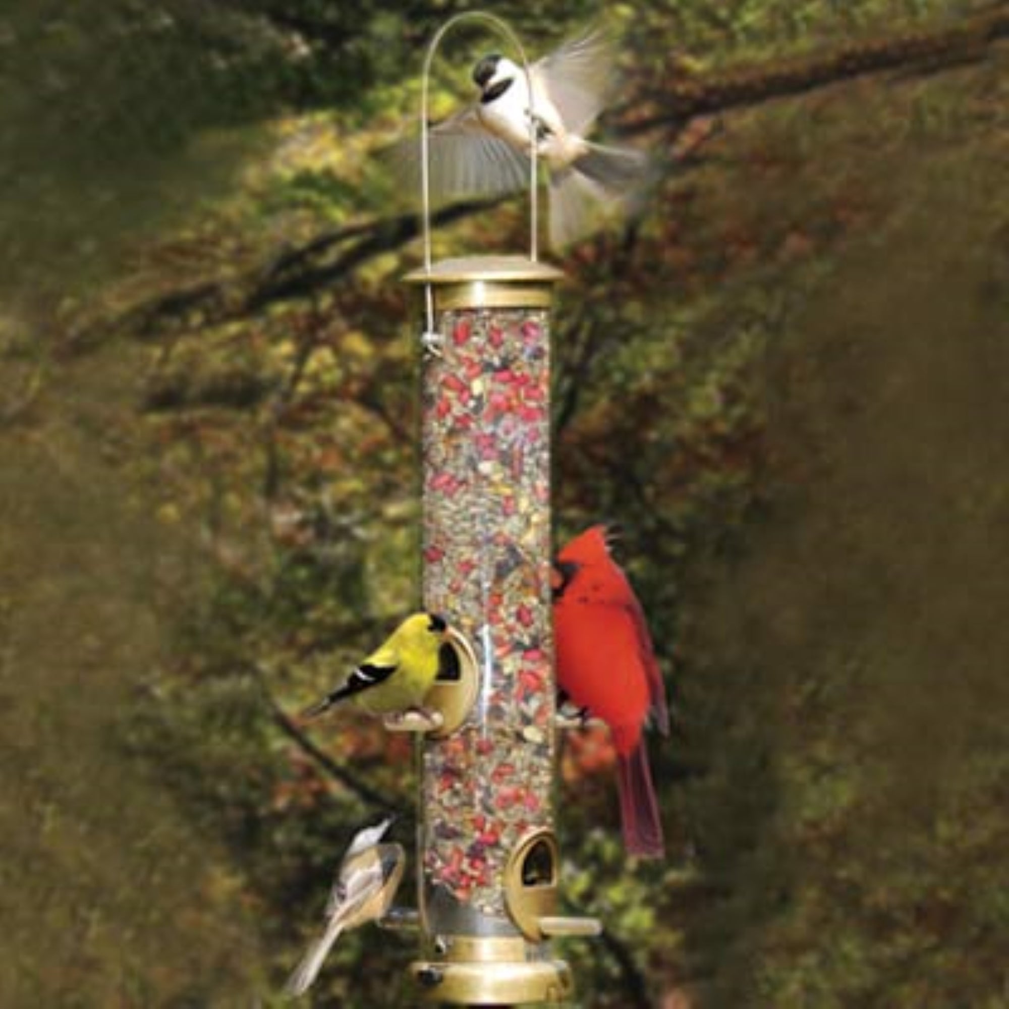 Cole's Terrific Tube Tubular Wild Bird Feeder with Natural Grip Perch, Clear Polycarbonate, 6 ports