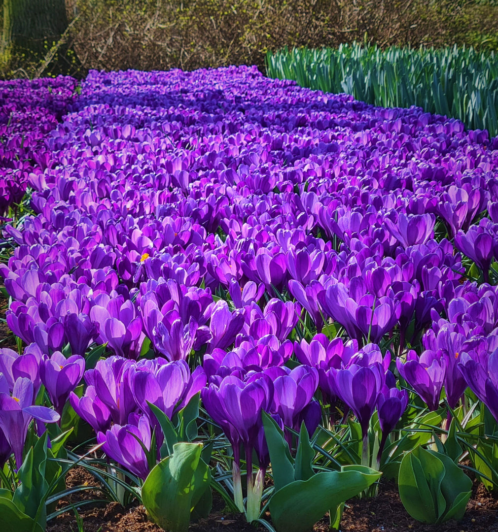 Garden Elements Live Flower Bulbs, Dark Blue Crocus, 10 Pack