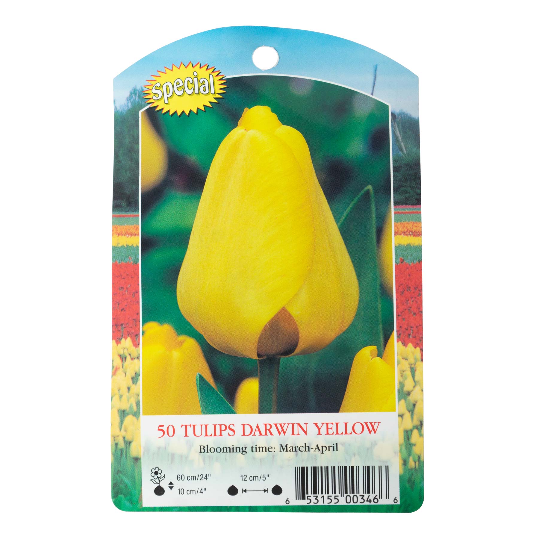 Rotteveel Live Flower Bulbs, Yellow Big Smile Darwin Tulip Bulbs (Pack of 50)