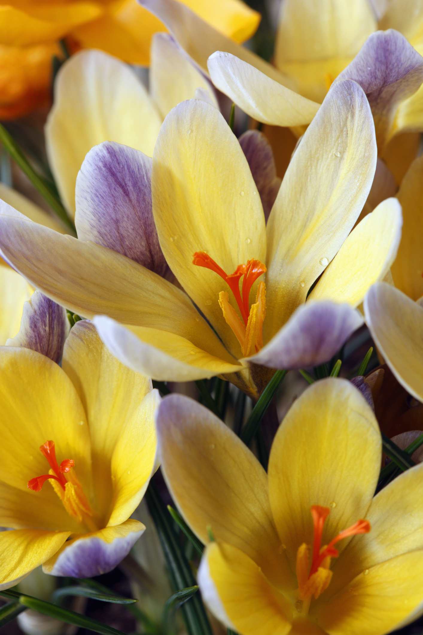 Rotteveel Live Flower Bulbs Crocus Species Advance Bulb, Multicolor, Pack of 12