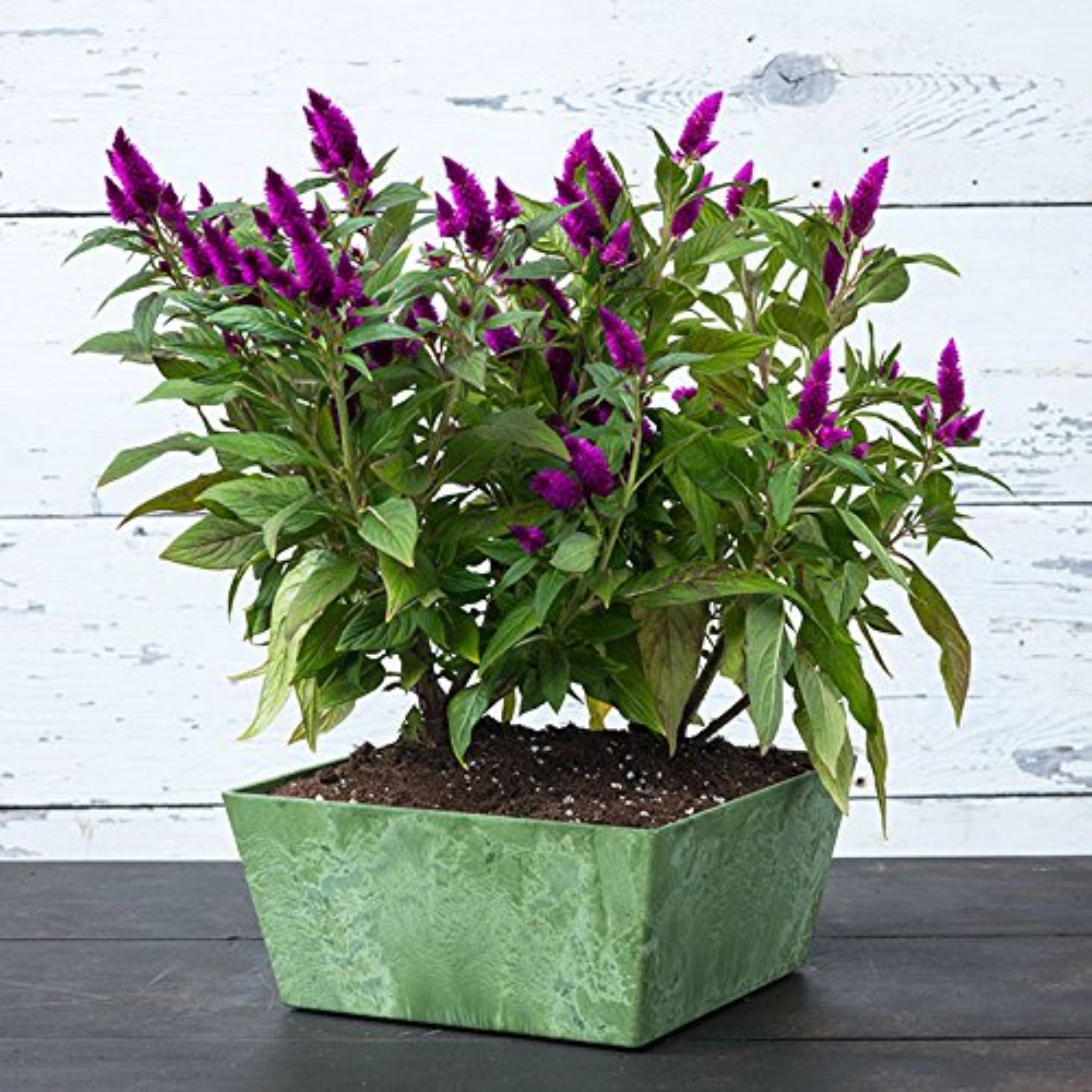 Novelty ArtStone Low Square Ella Planters with Self-Watering System