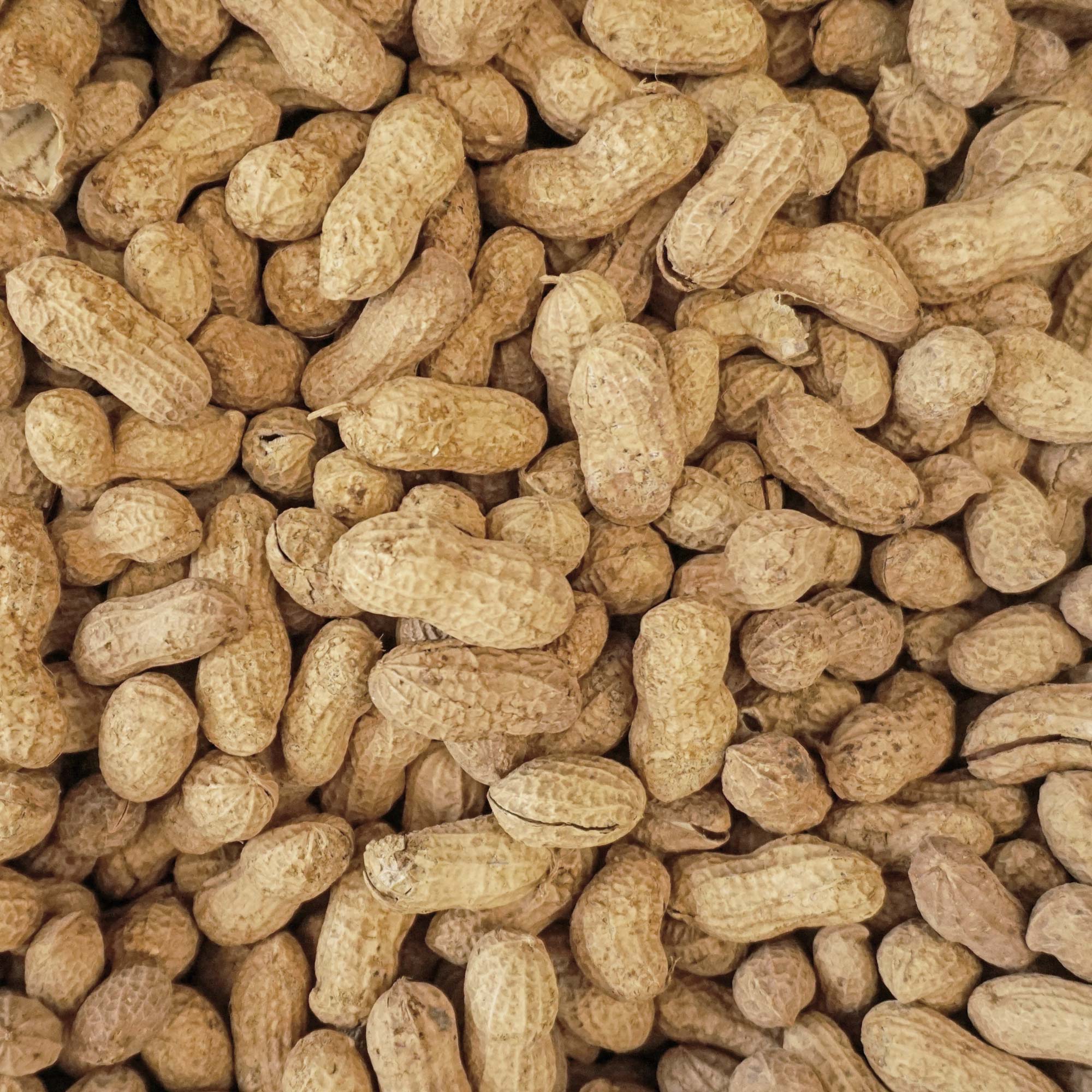 Wingfield Farm Virginia In-Shell Peanuts, Feed Wild Animals, 25 Pound Bag
