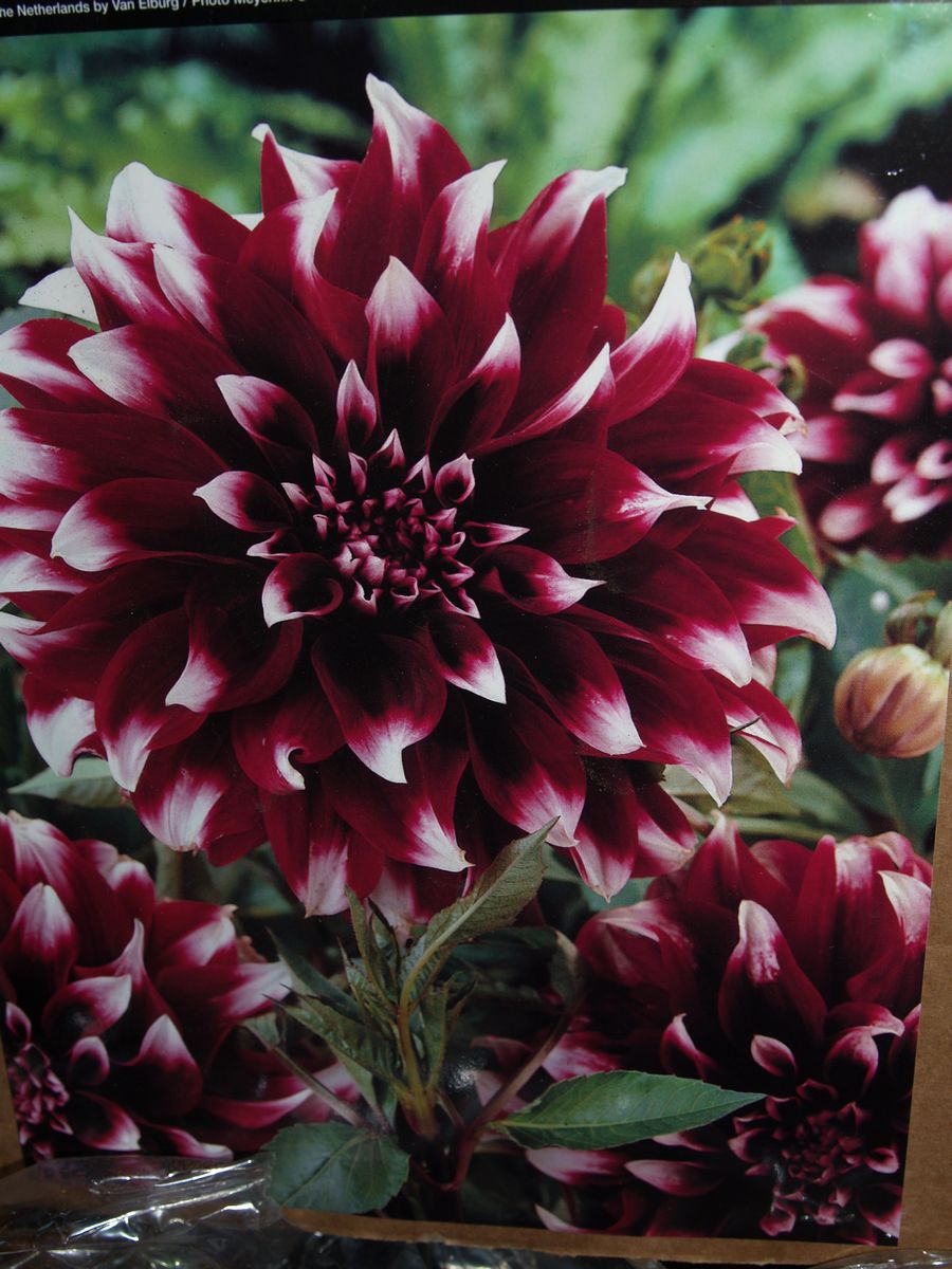 Rotteveel Bulb Dinnerplate Dahlia, Contraste (Pack of 2)