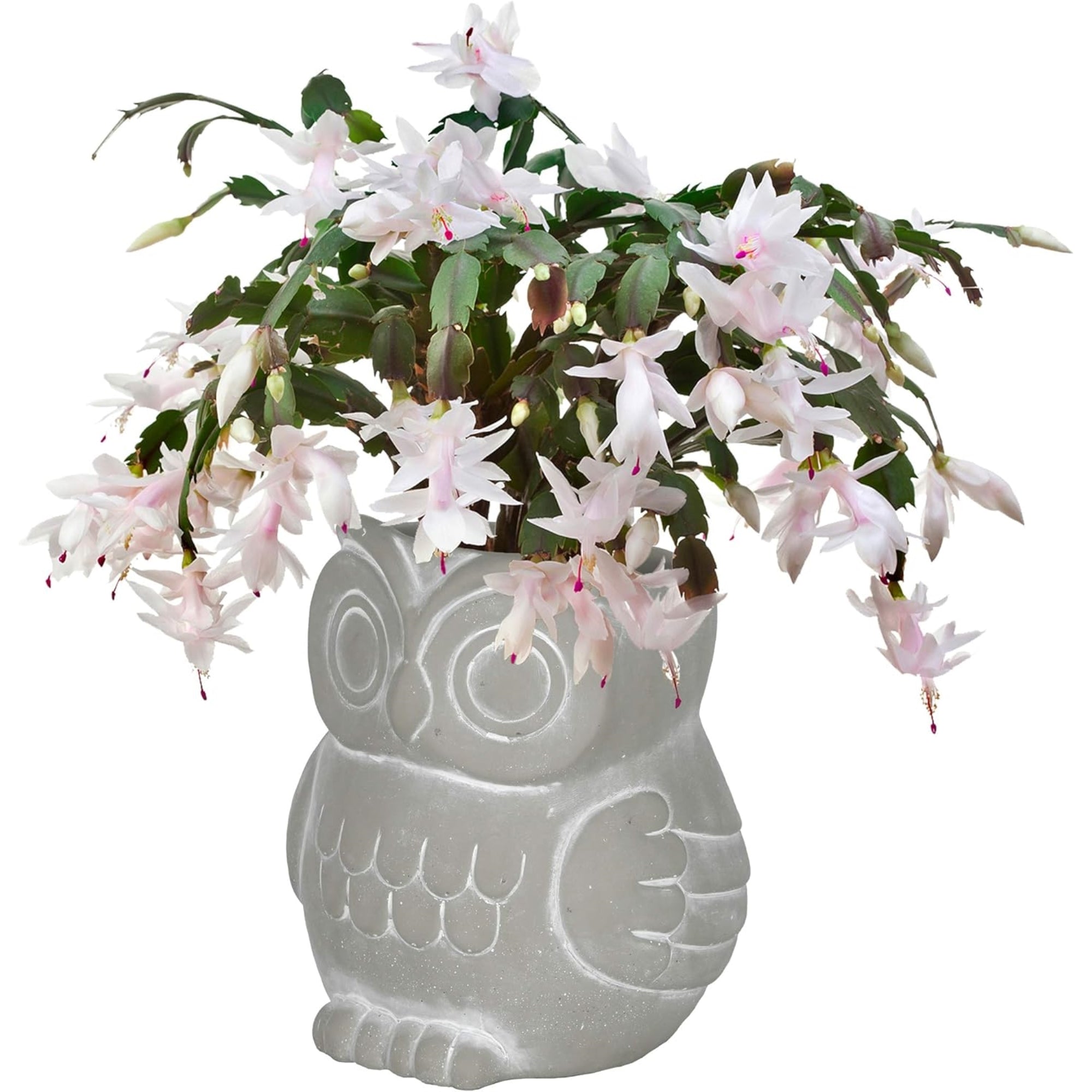 Classic Home and Garden Cement Buddies Indoor/Outdoor Planter with Drainage Hole, Owl