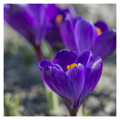 Garden Elements Live Flower Bulbs, Dark Blue Crocus, 10 Pack