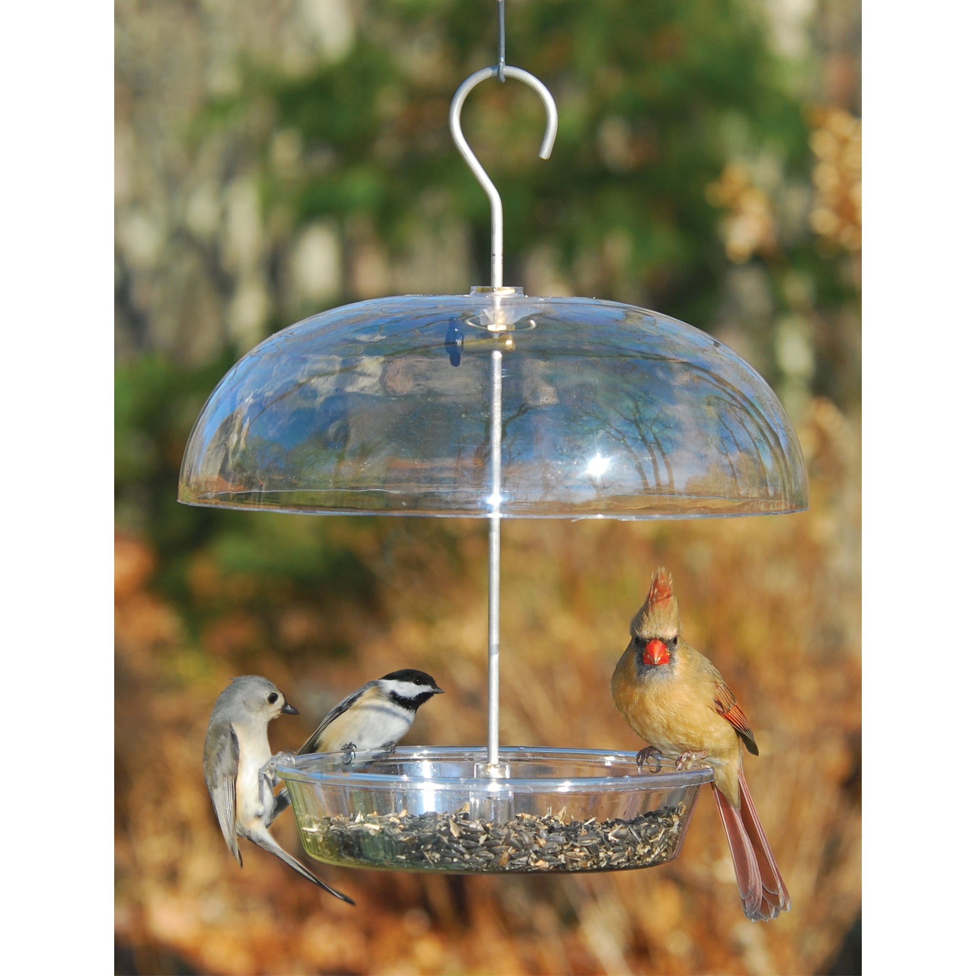 Cole's Bountiful Bowl Wild Bird Bowl Feeder with Adjustable Dome, Clear Polycarbonate, 12"