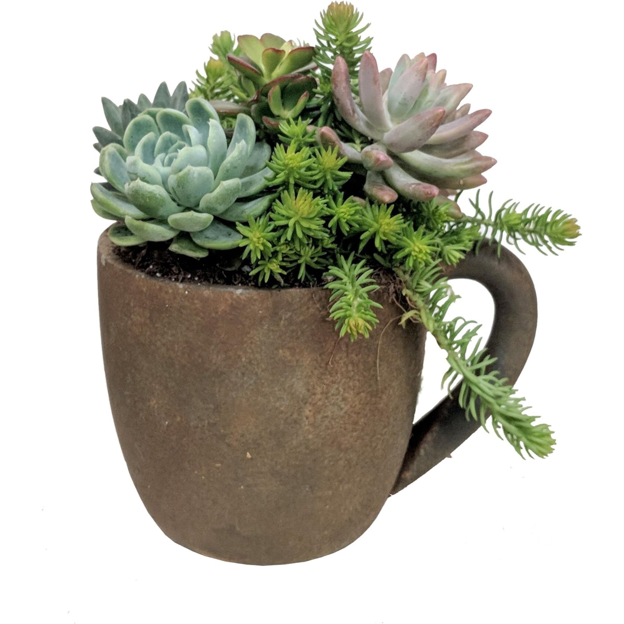 Classic Home and Garden Indoor Outdoor Cement Coffee Mug Planter, Rust, 7"