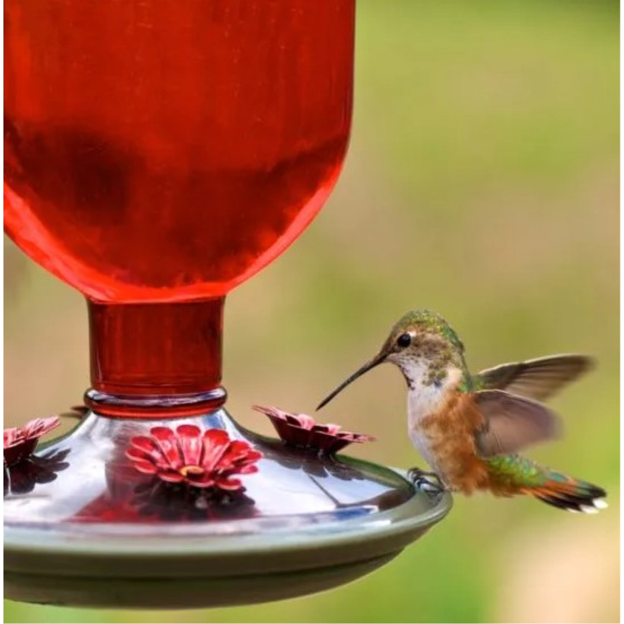Perky-Pet Antique Glass Bottle Hummingbird Feeder-16-Ounce Capacity, Red