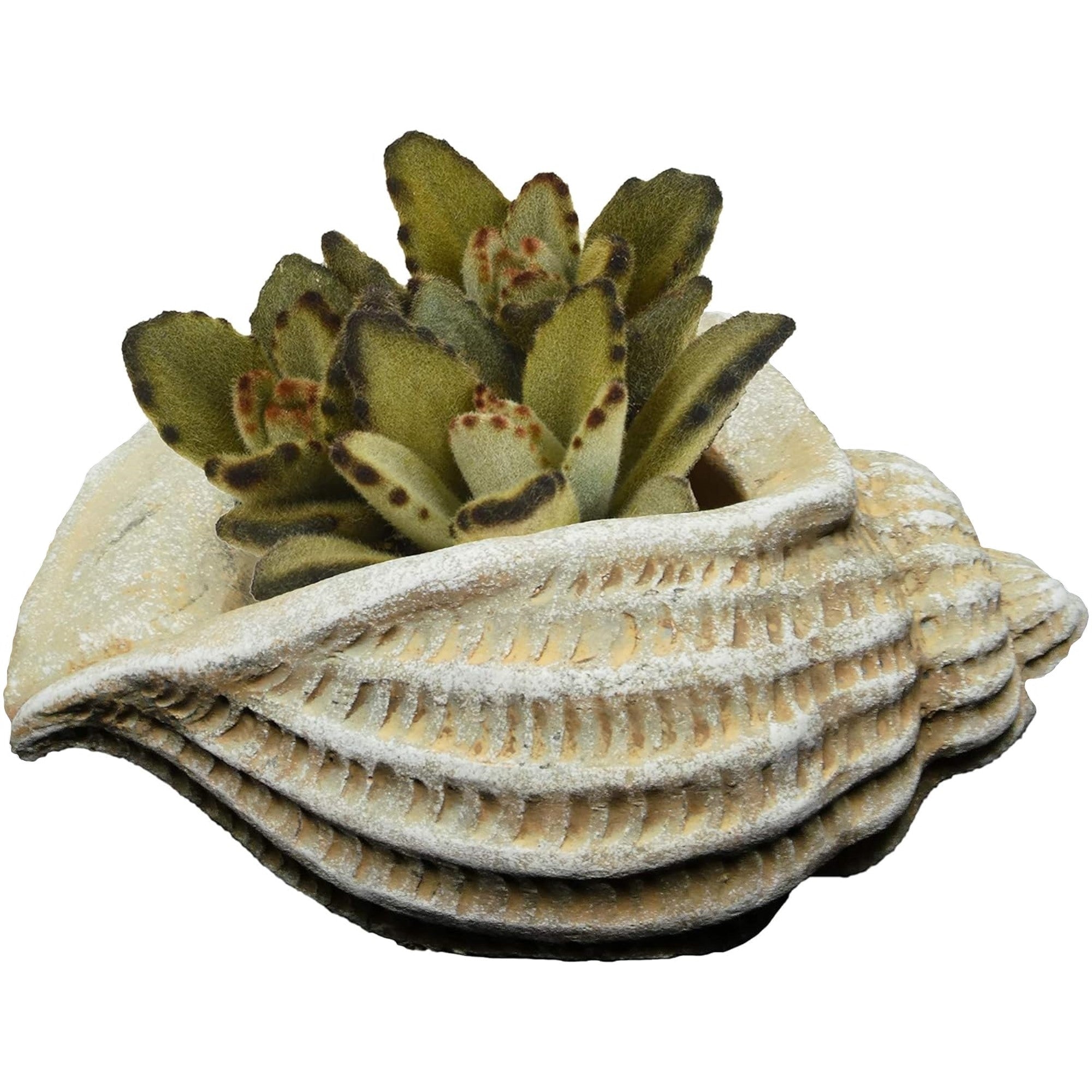 Classic Home and Garden Indoor Outdoor Cement Succulent Jagger Shell Planter, Beige, 5"