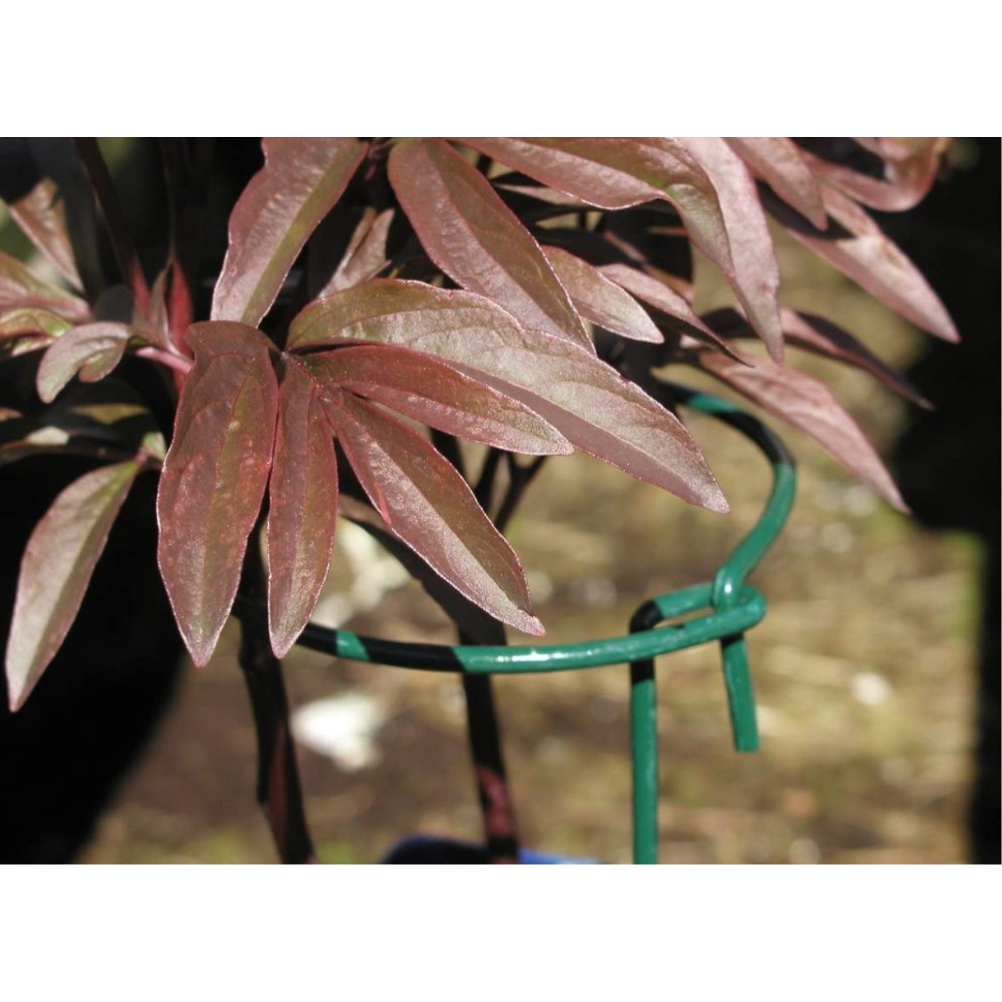 Luster Leaf Link-Ups Gathering Ring Plant Support, 6" Ring x 36" Leg