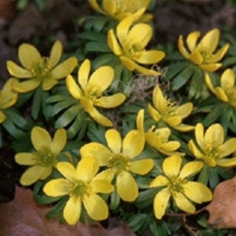 Eranthis Hymalis Bulbs 25/pack