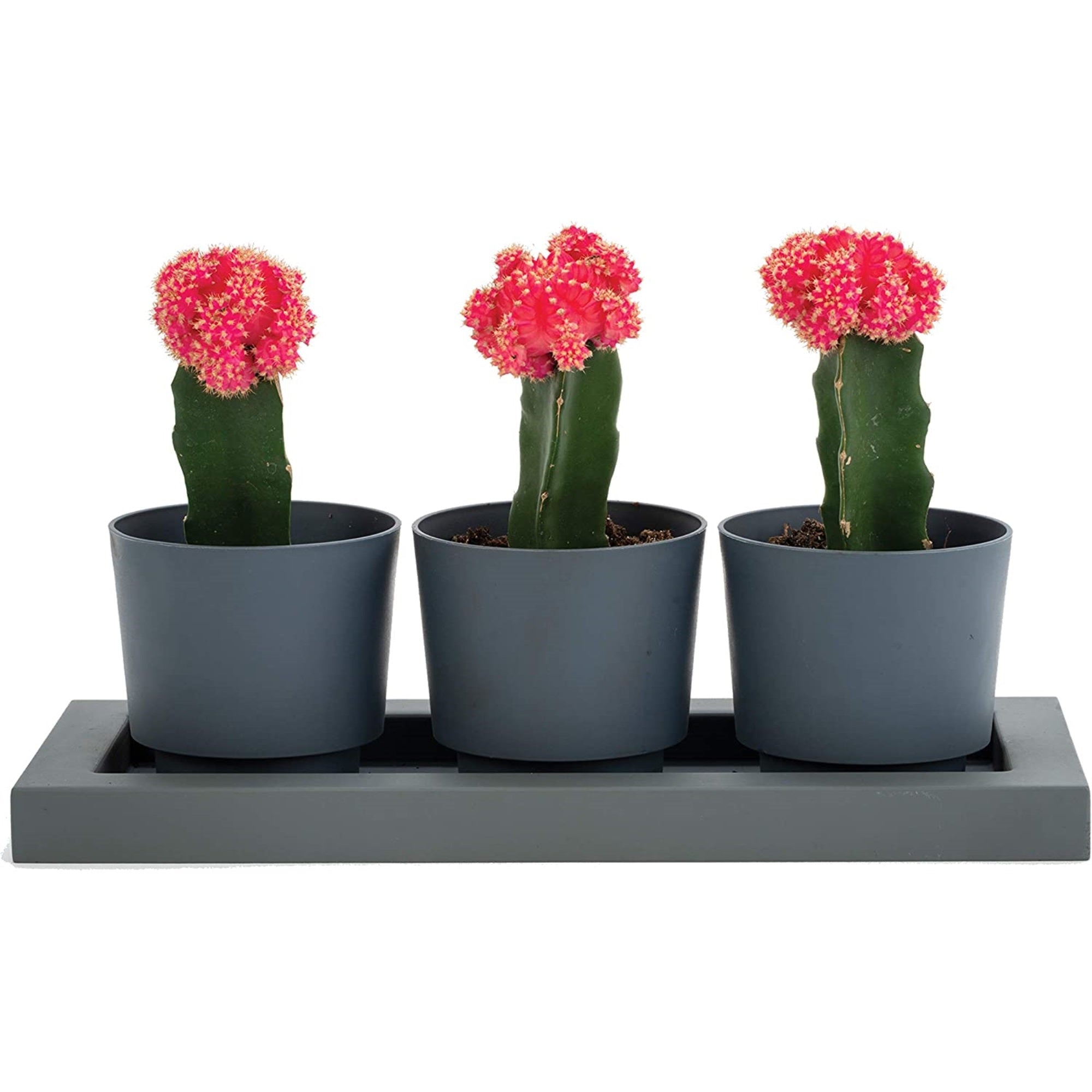 Bloem Trio Flight 3 Resin Planter Pots with Saucer Tray, Charcoal Gray 14”