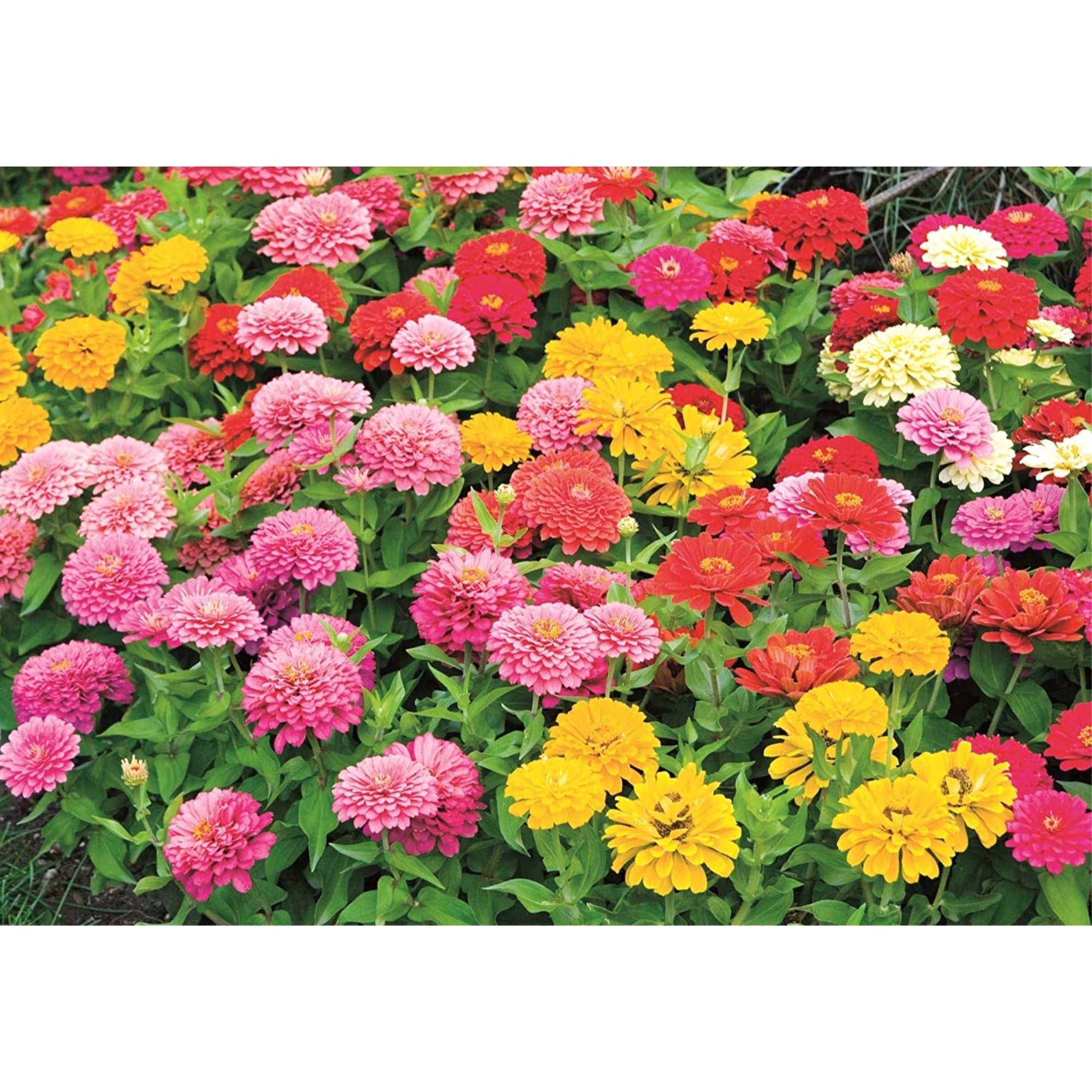 Earth Science Grown Essentials Zinnia Mix, 3-in-1 Formula - 2# bag